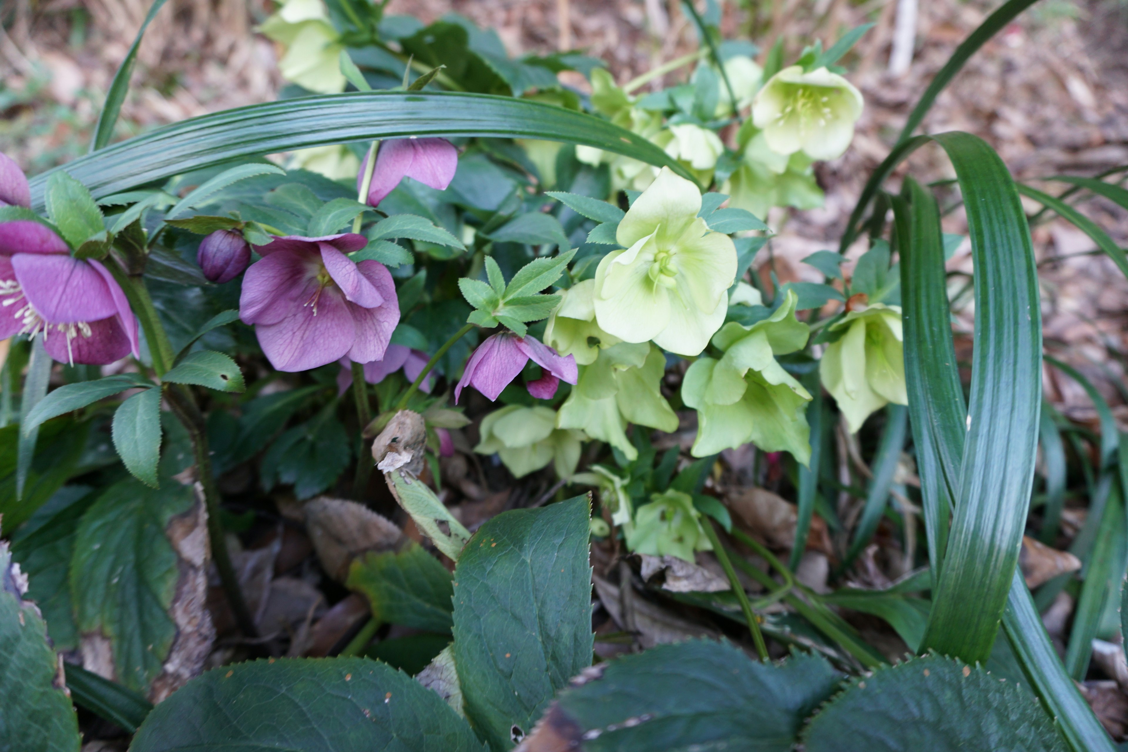 Una scena di giardino con fiori verdi e viola in fiore