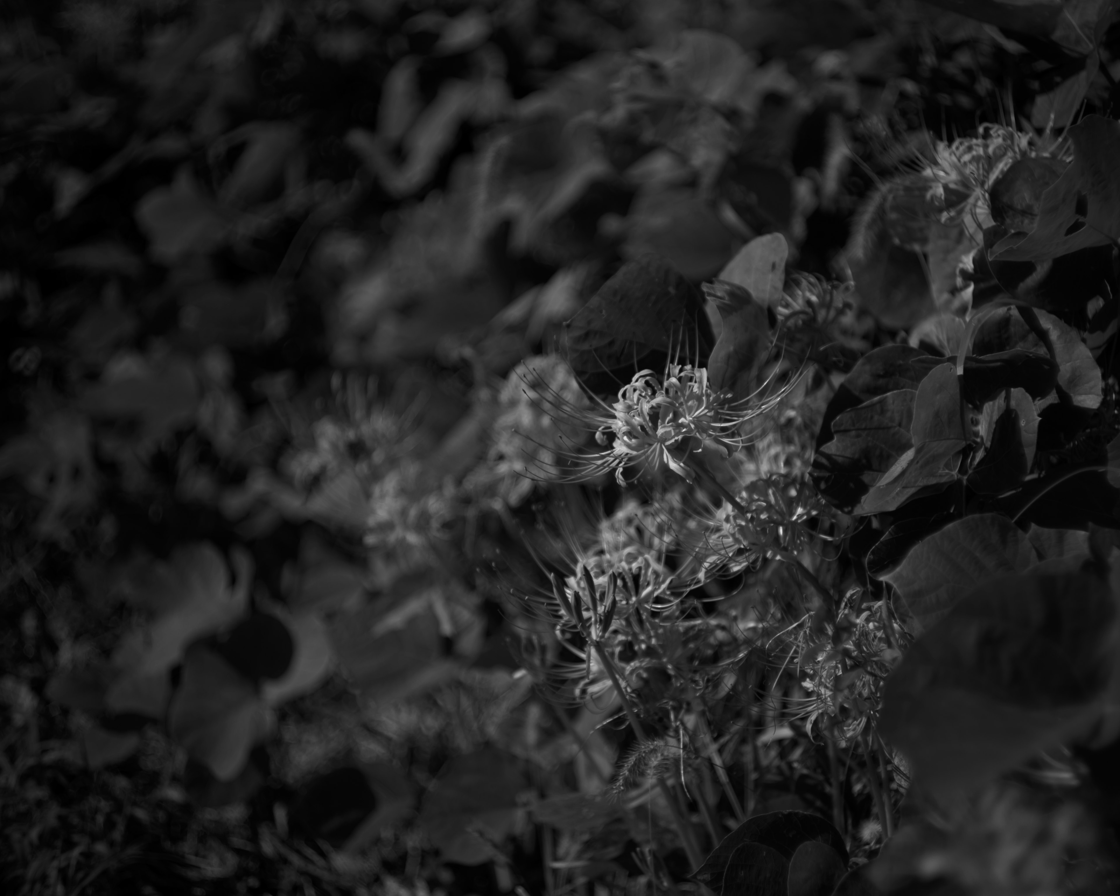 Close-up image of monochrome flowers and leaves