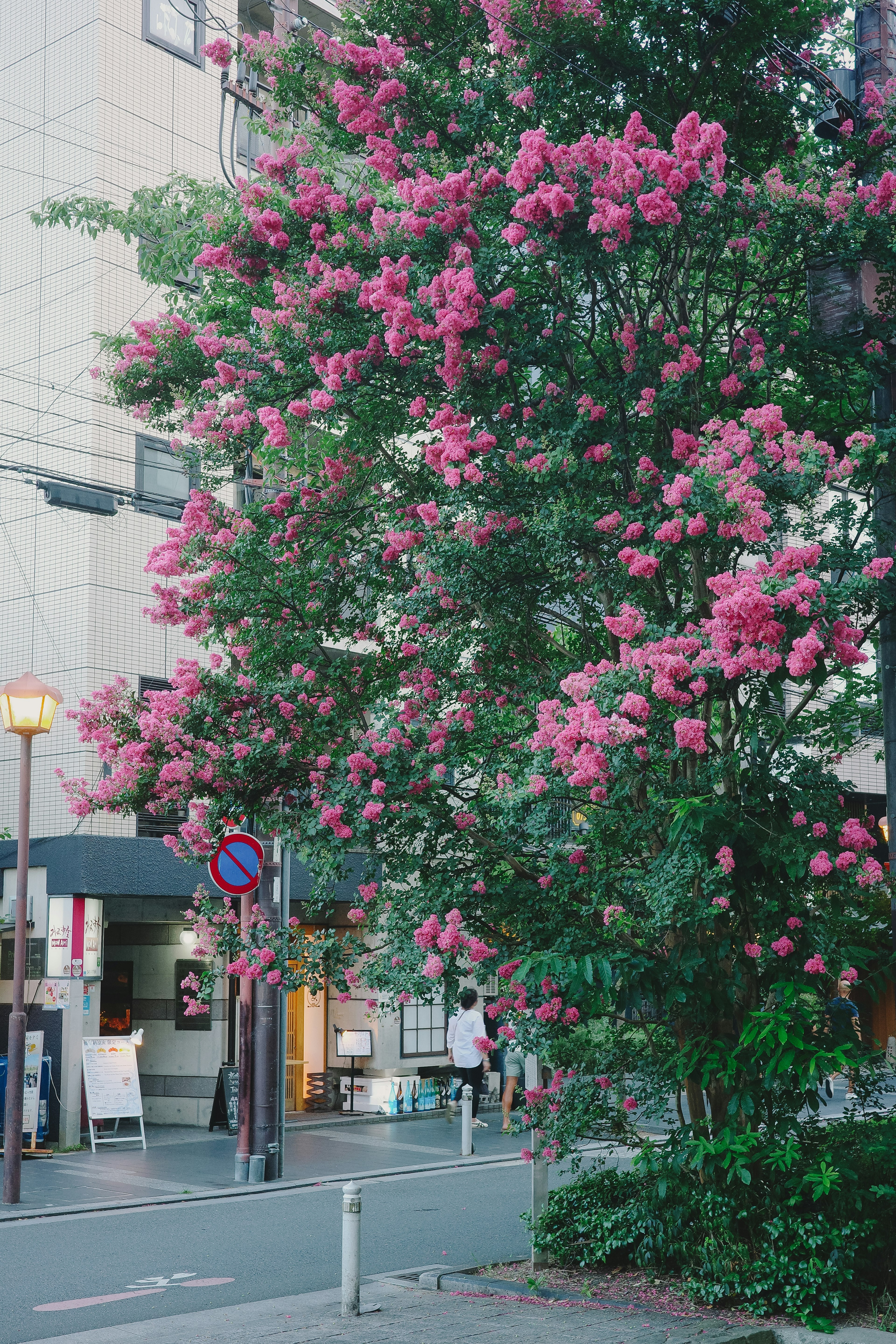 街路に咲くピンクの花が美しい木