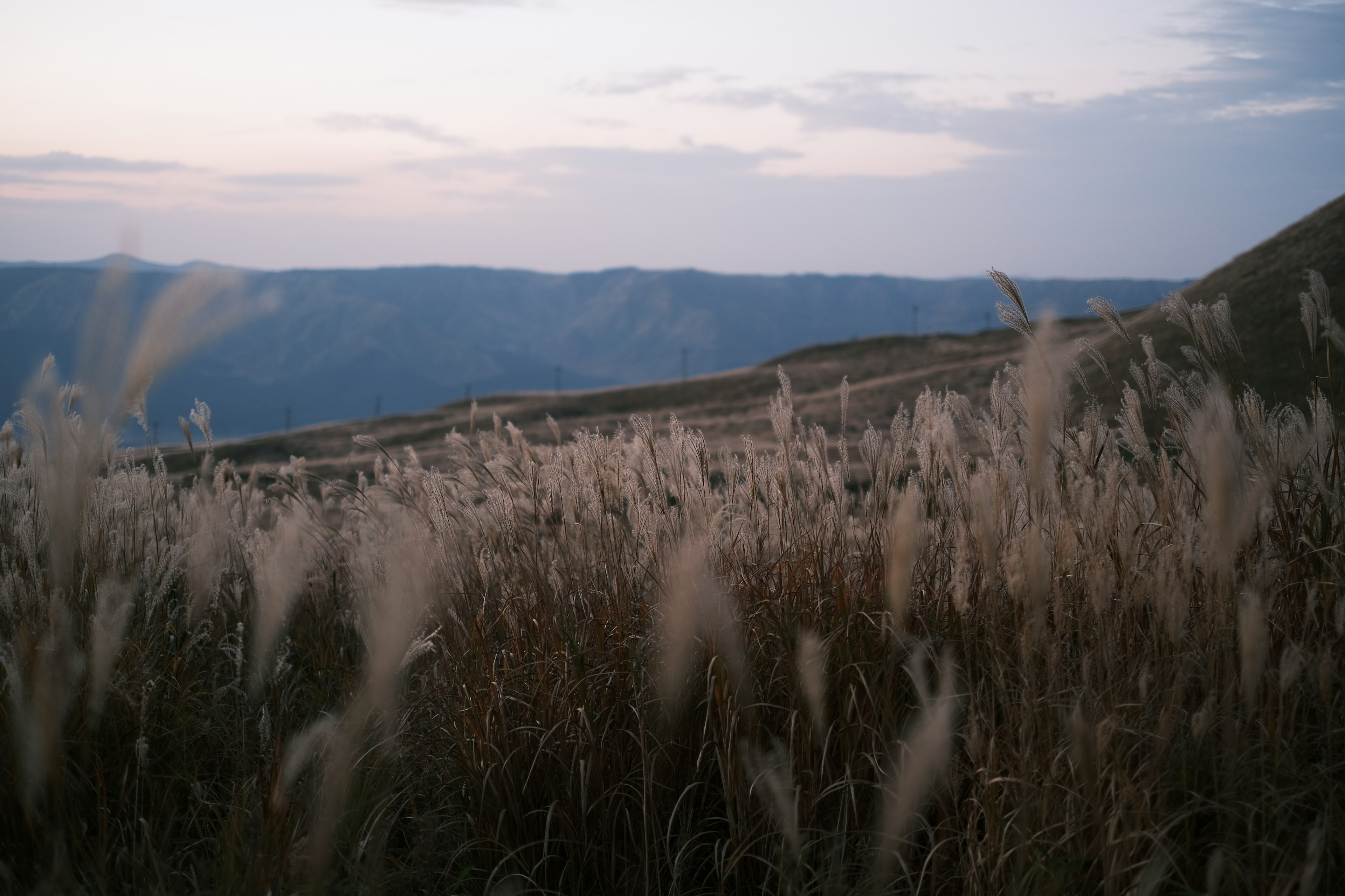 夕暮れ時の草原に広がる穂の生えた草と遠くの山々