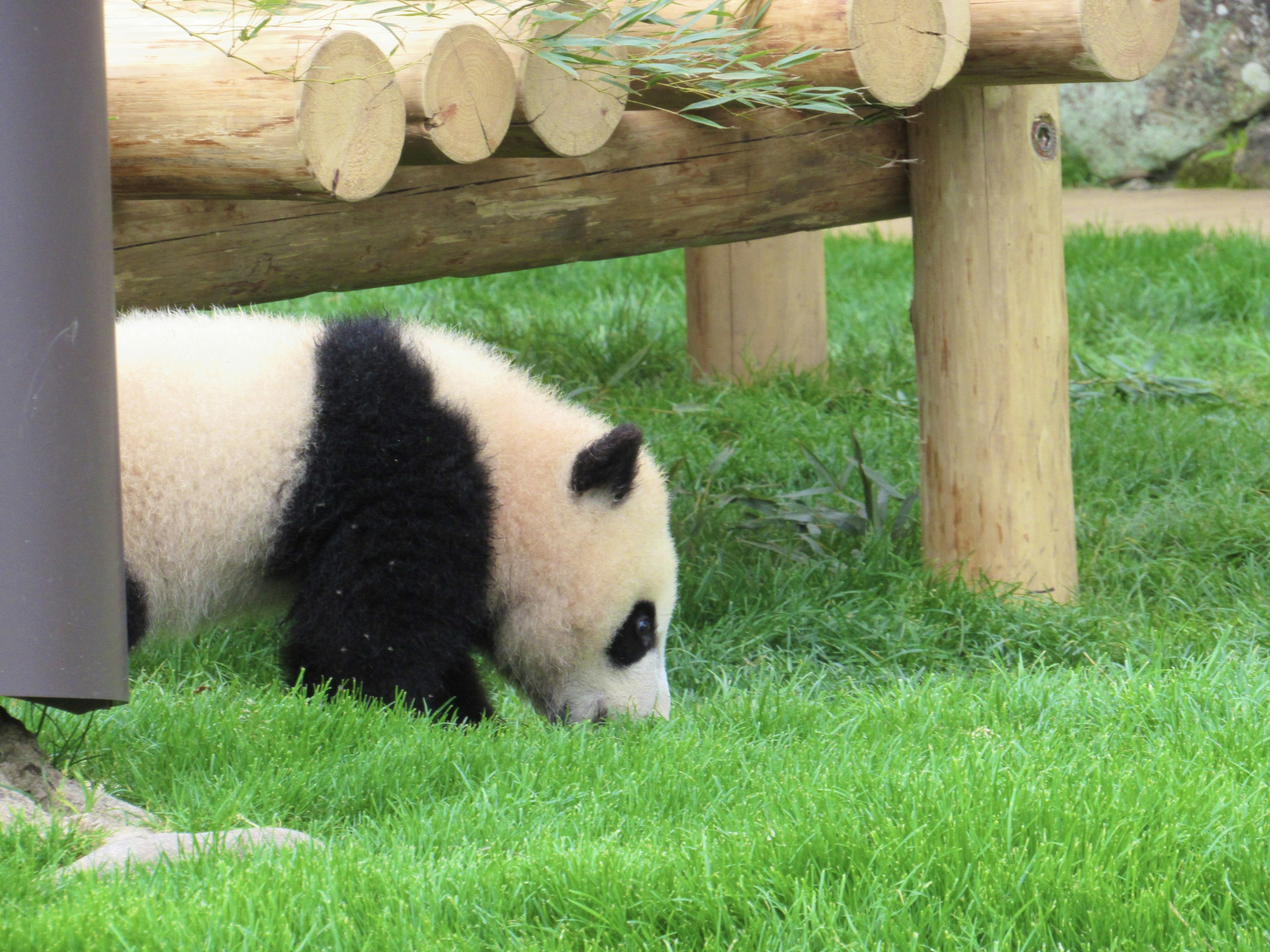 Anak panda menjelajahi rumput