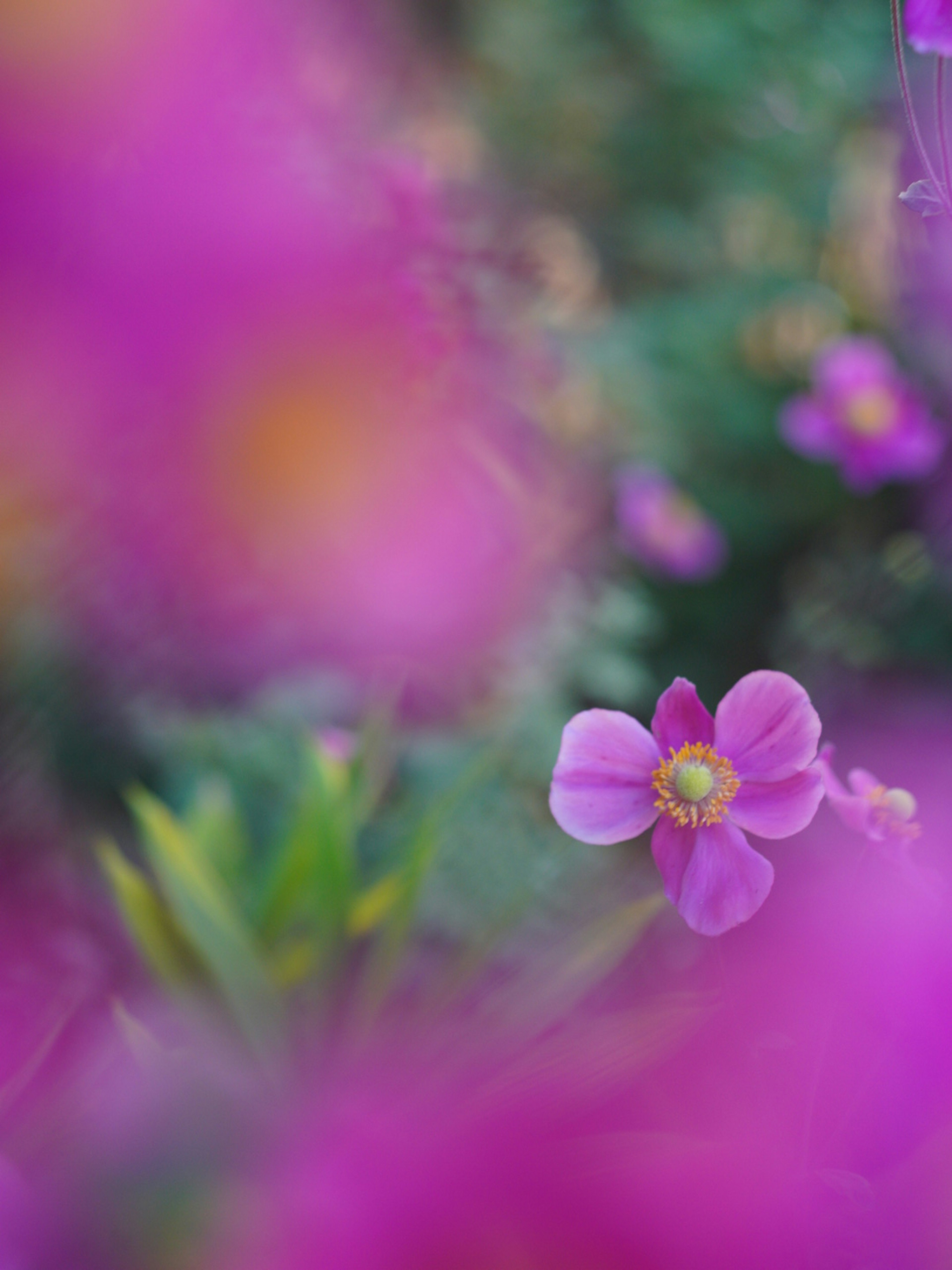 淡い紫色の花と緑の葉がぼやけている背景に、鮮やかな花が際立つシーン