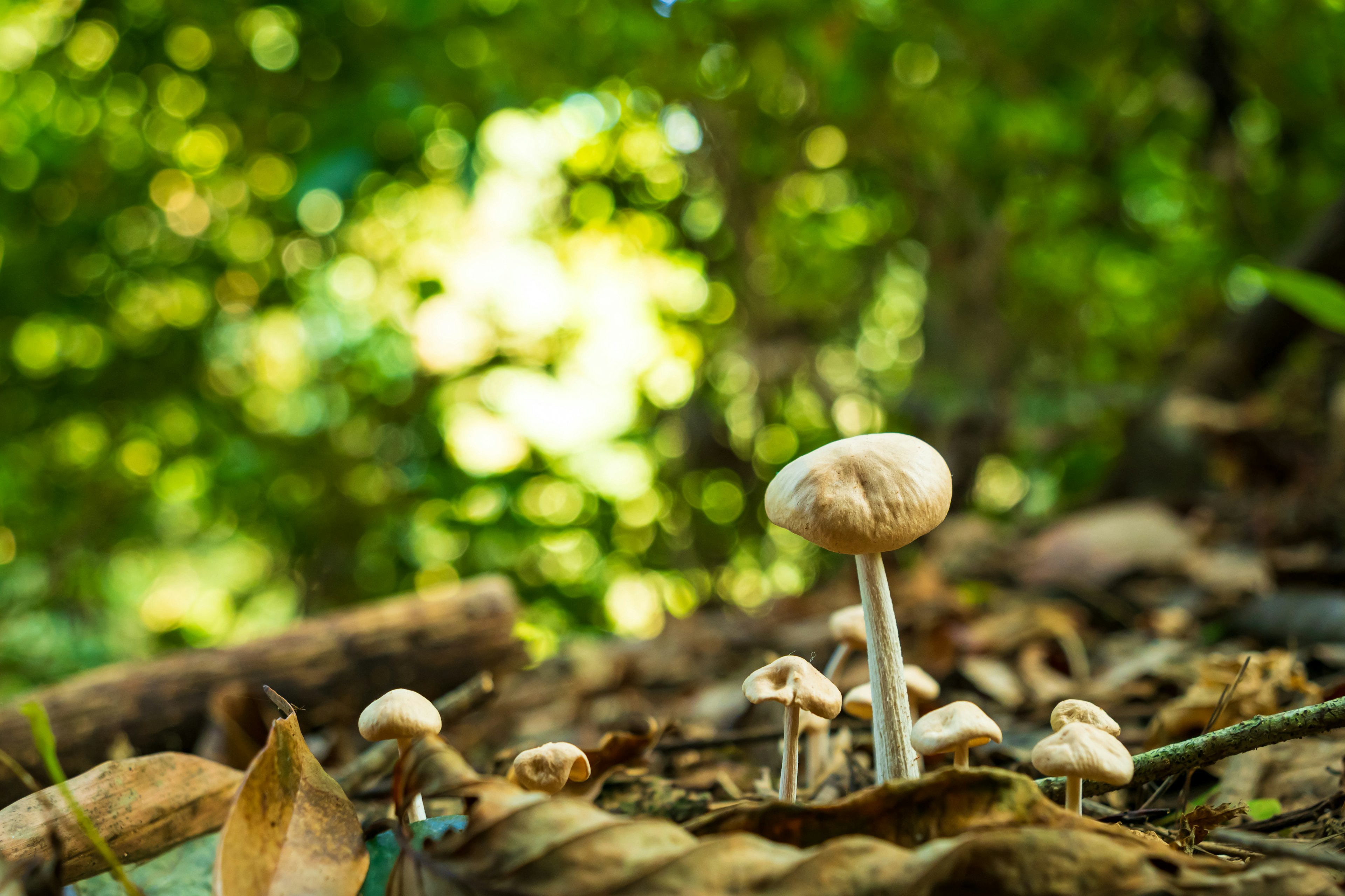 Cluster of white mushrooms growing in a forest with a green background