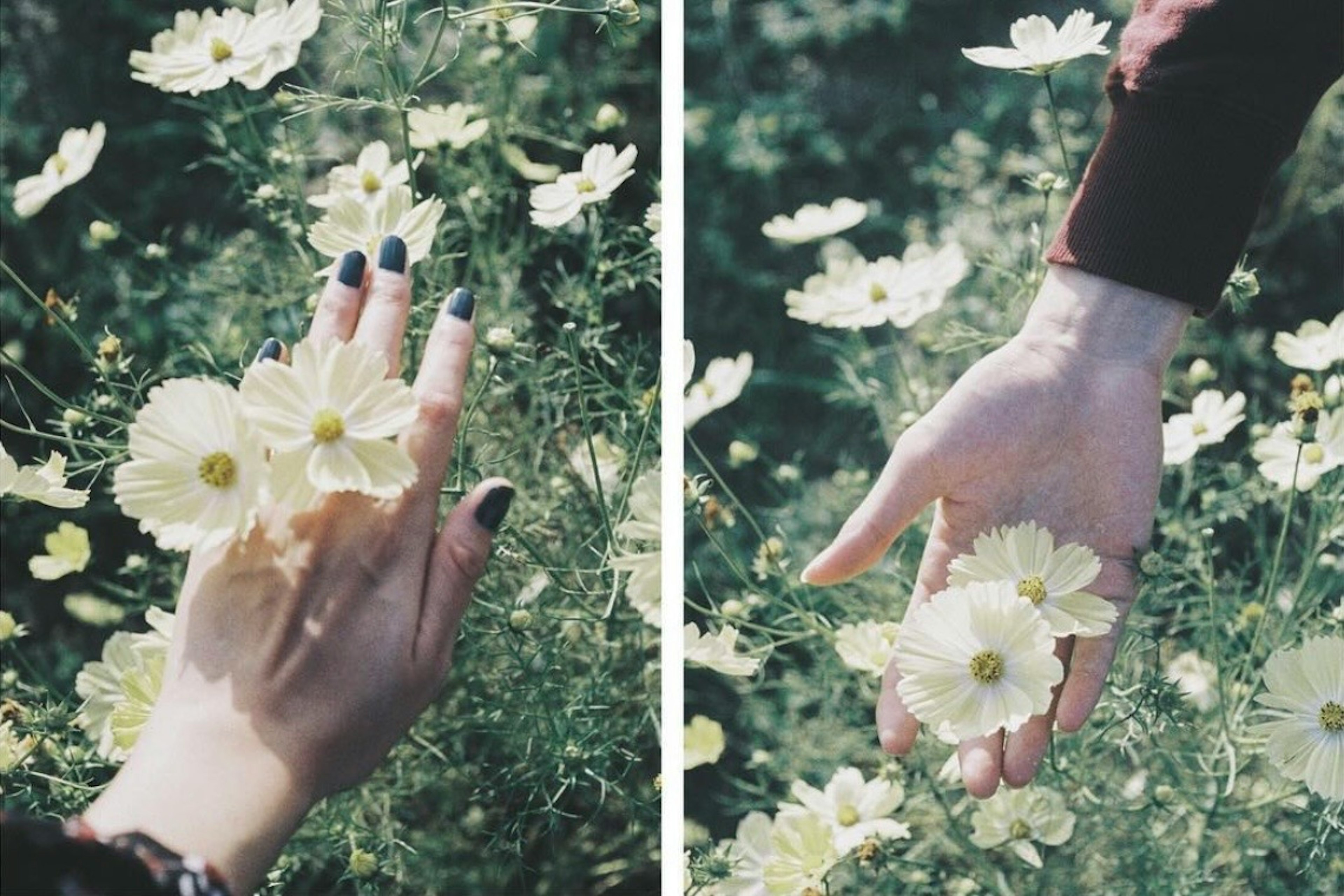 Hands reaching for delicate yellow flowers in a green field