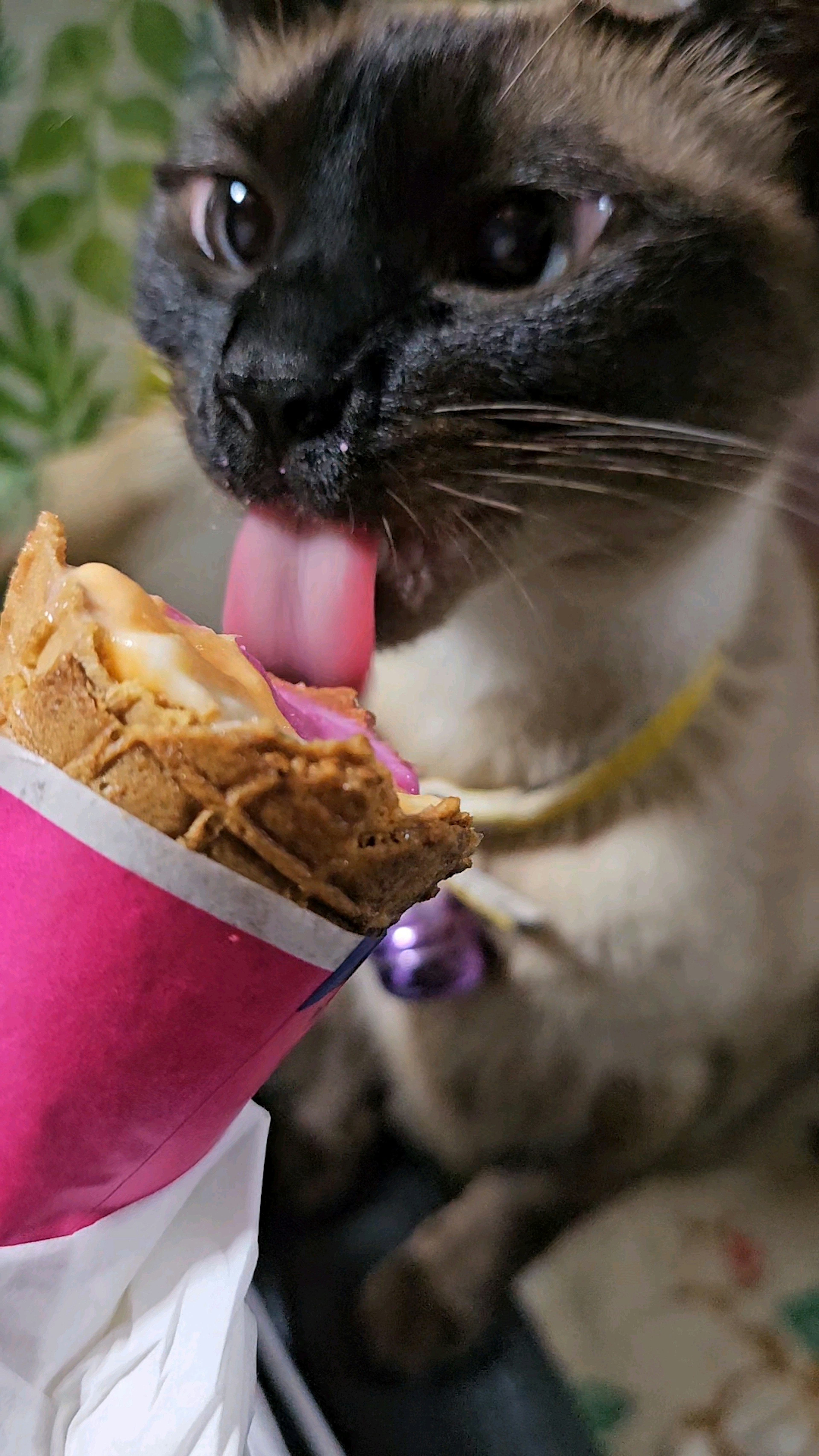 Un gatto che lecca un cono gelato