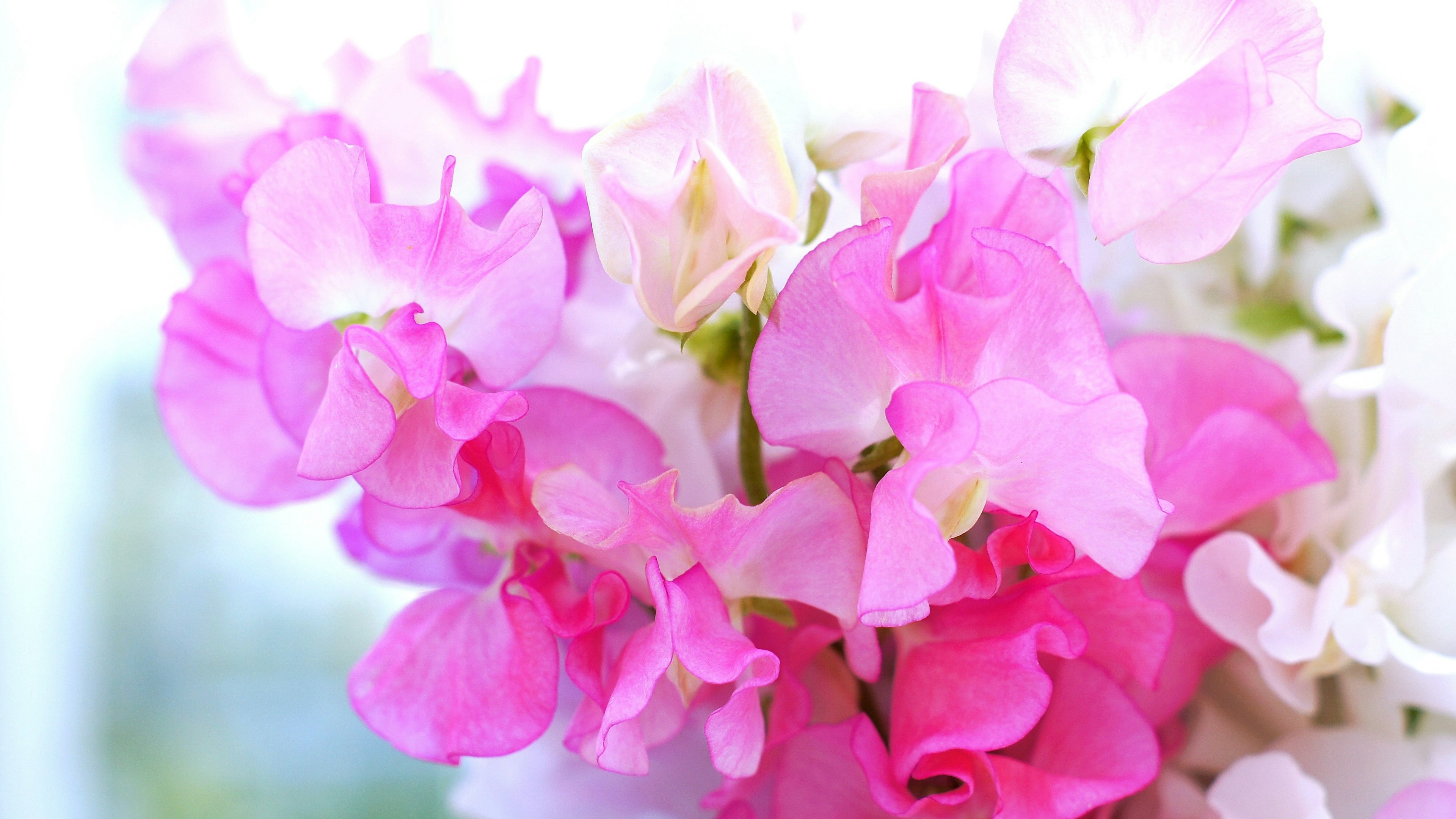 Acercamiento de flores de guisante dulce rosas y blancas