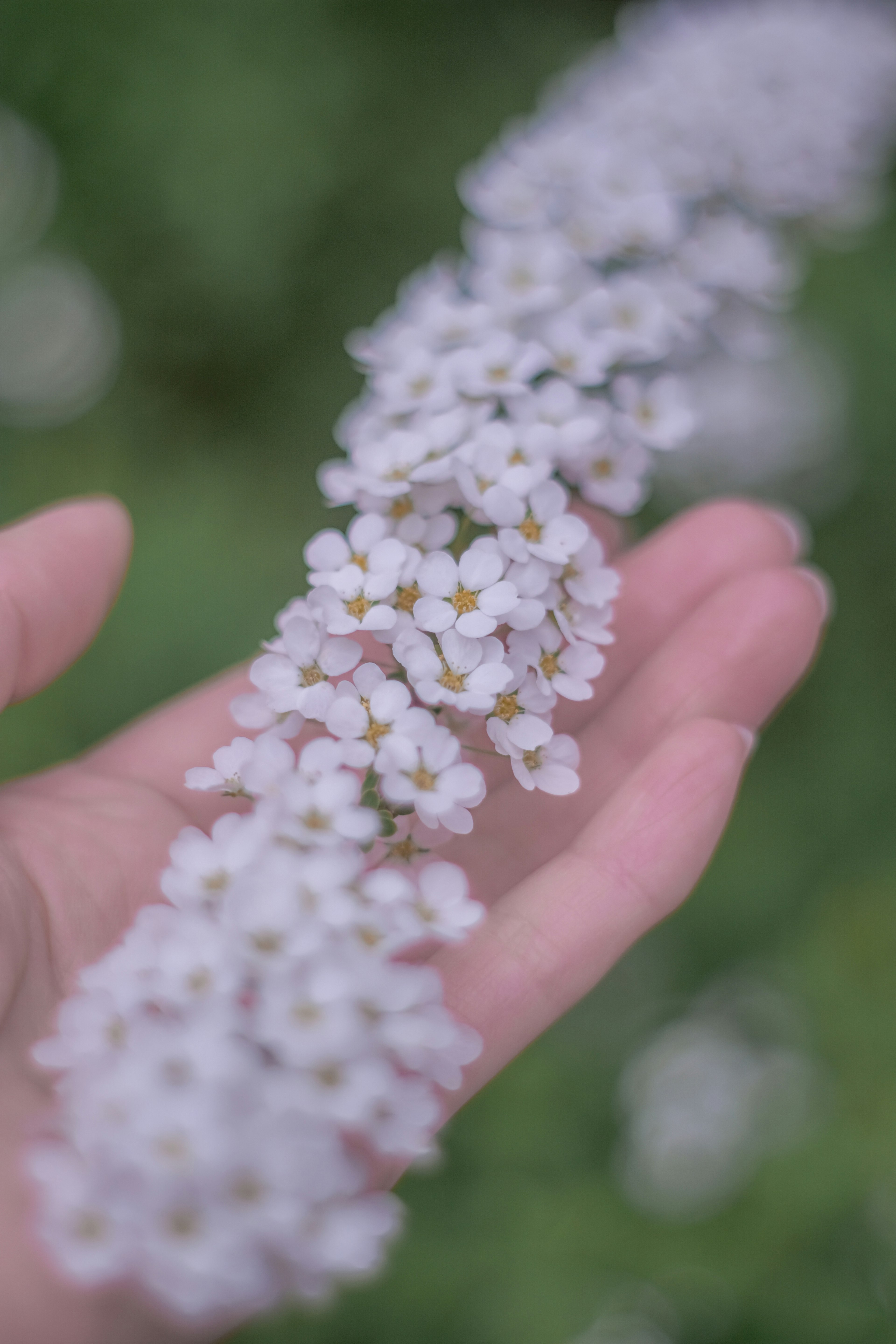 มือที่ถือกลุ่มดอกไม้สีขาวเล็ก ๆ กับพื้นหลังสีเขียวเบลอ