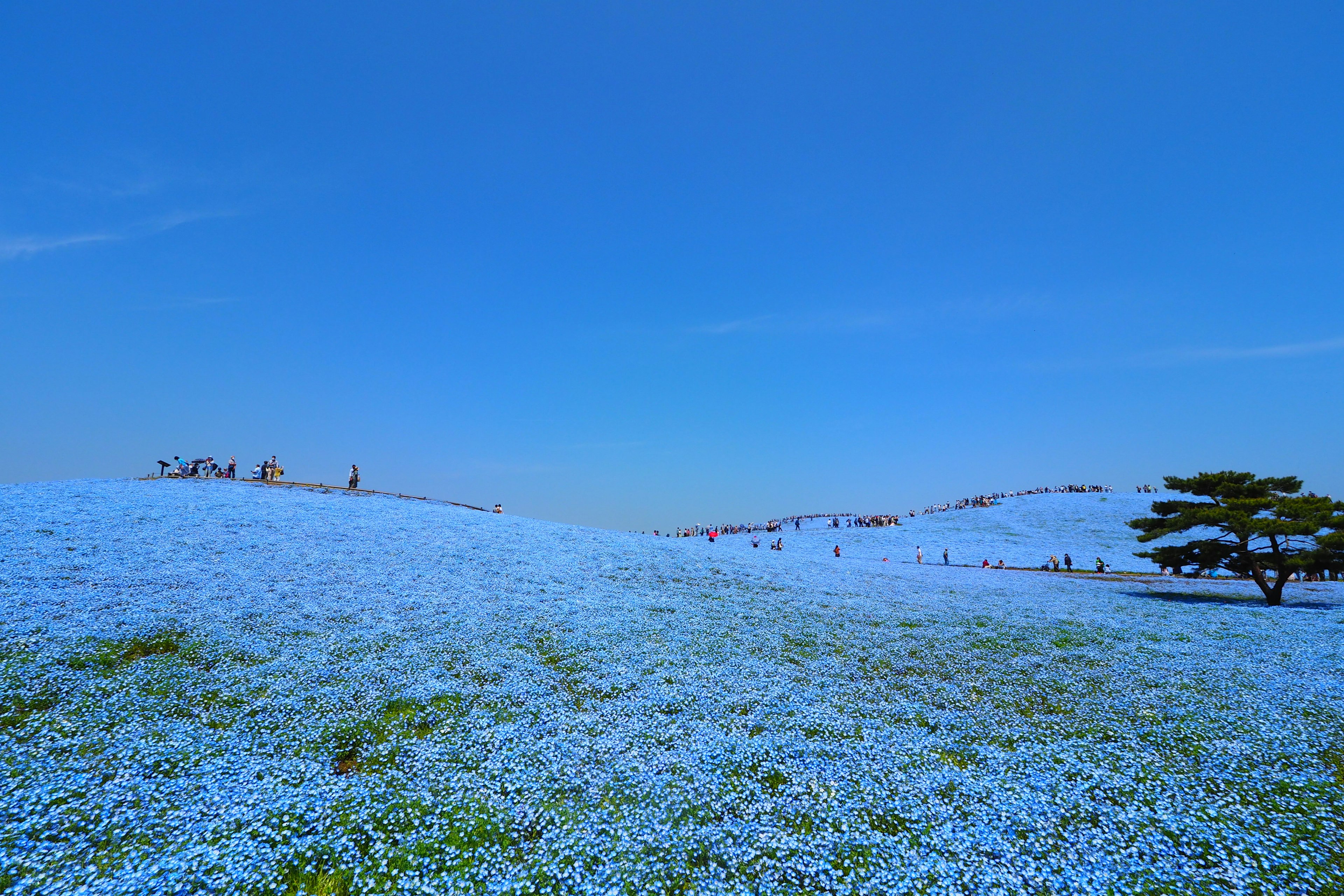 Splendido paesaggio coperto di fiori blu sotto un cielo blu chiaro