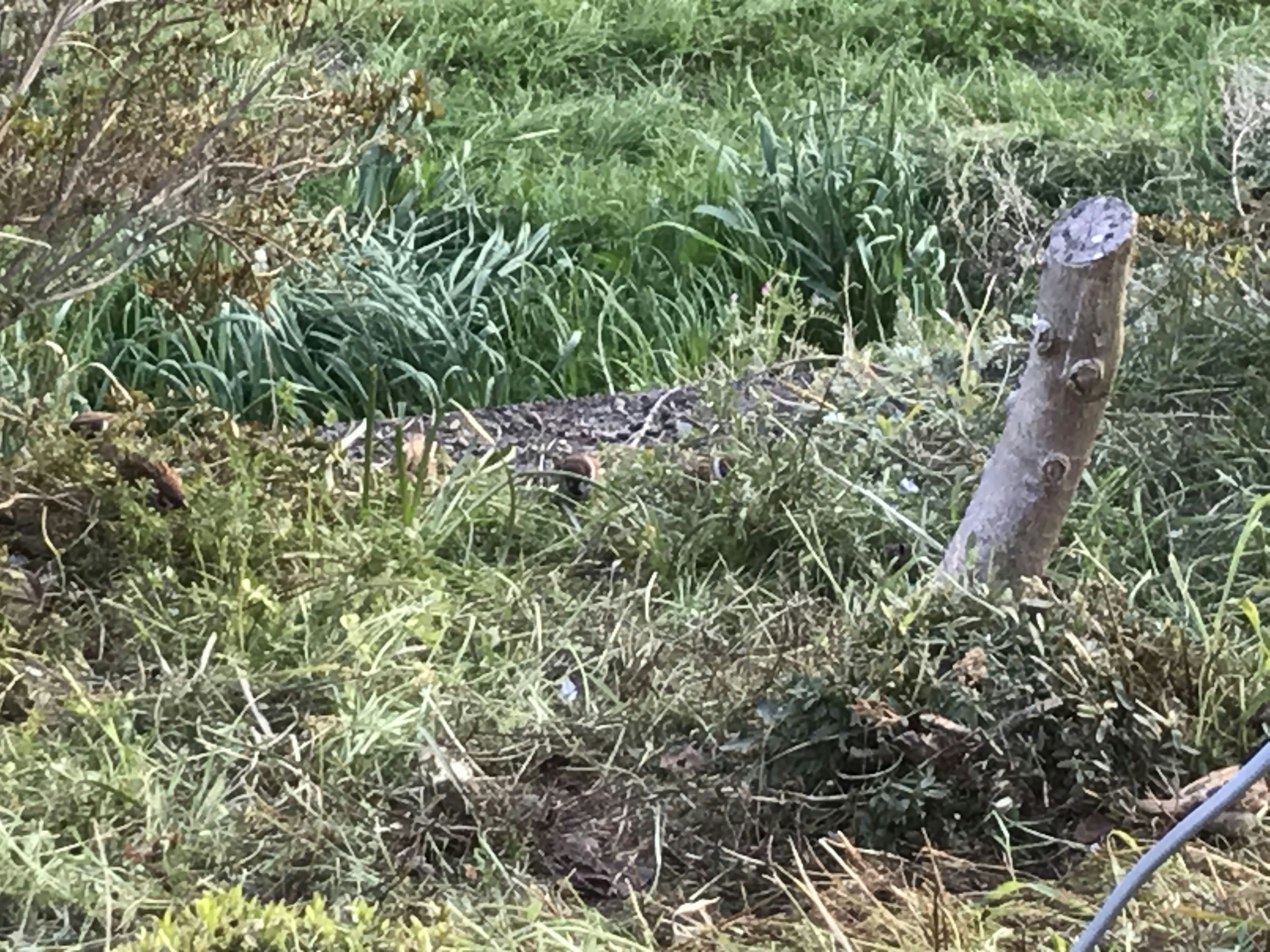 Pemandangan dengan tunggul pohon di tengah rumput hijau