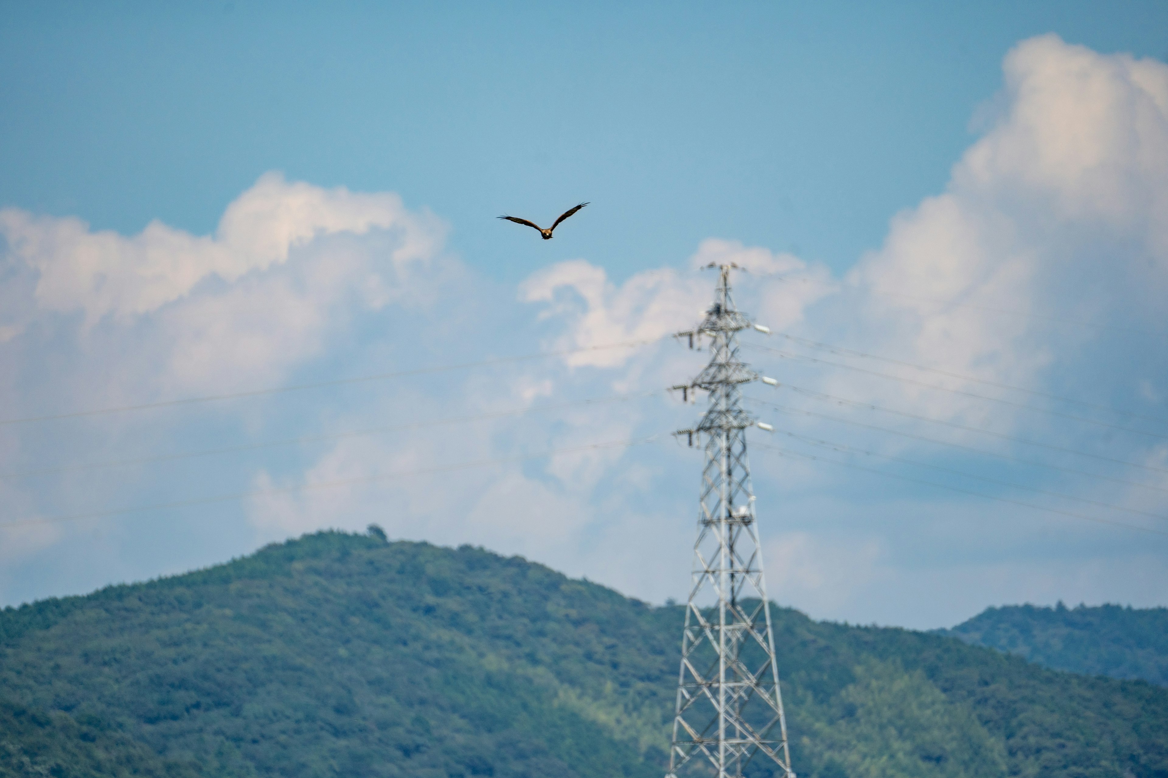 Un oiseau volant près d'une tour électrique avec des montagnes en arrière-plan sous un ciel bleu