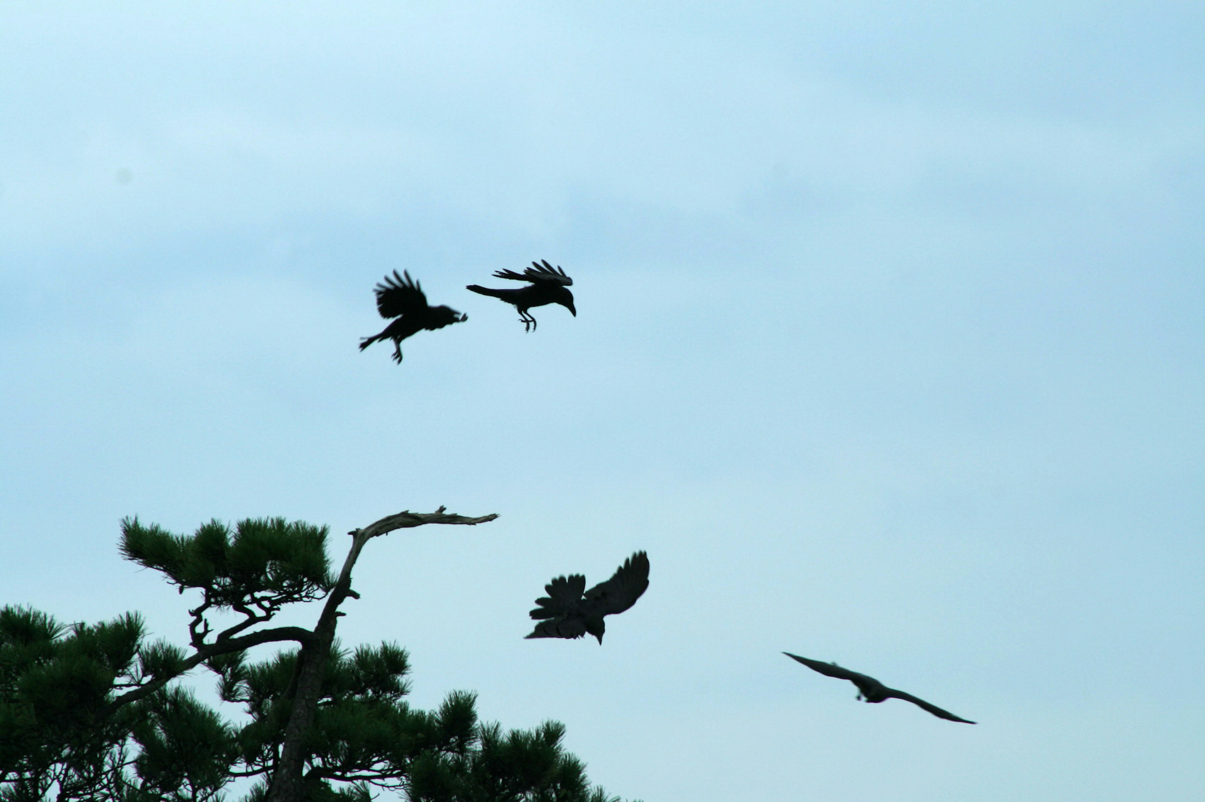 A scene with several birds flying against a blue sky and a tree branch