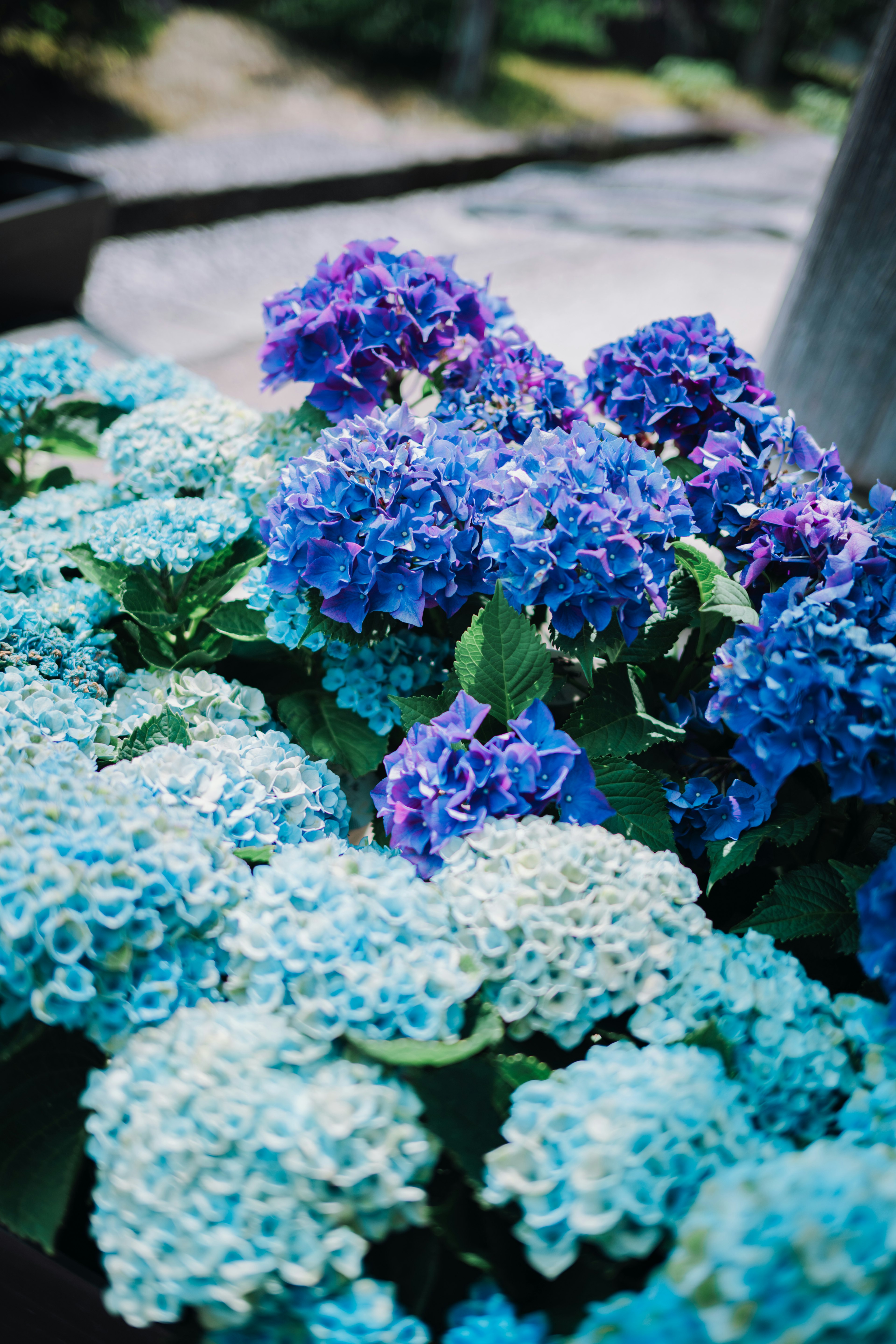 Hortensienblüten in Blau- und Violetttönen