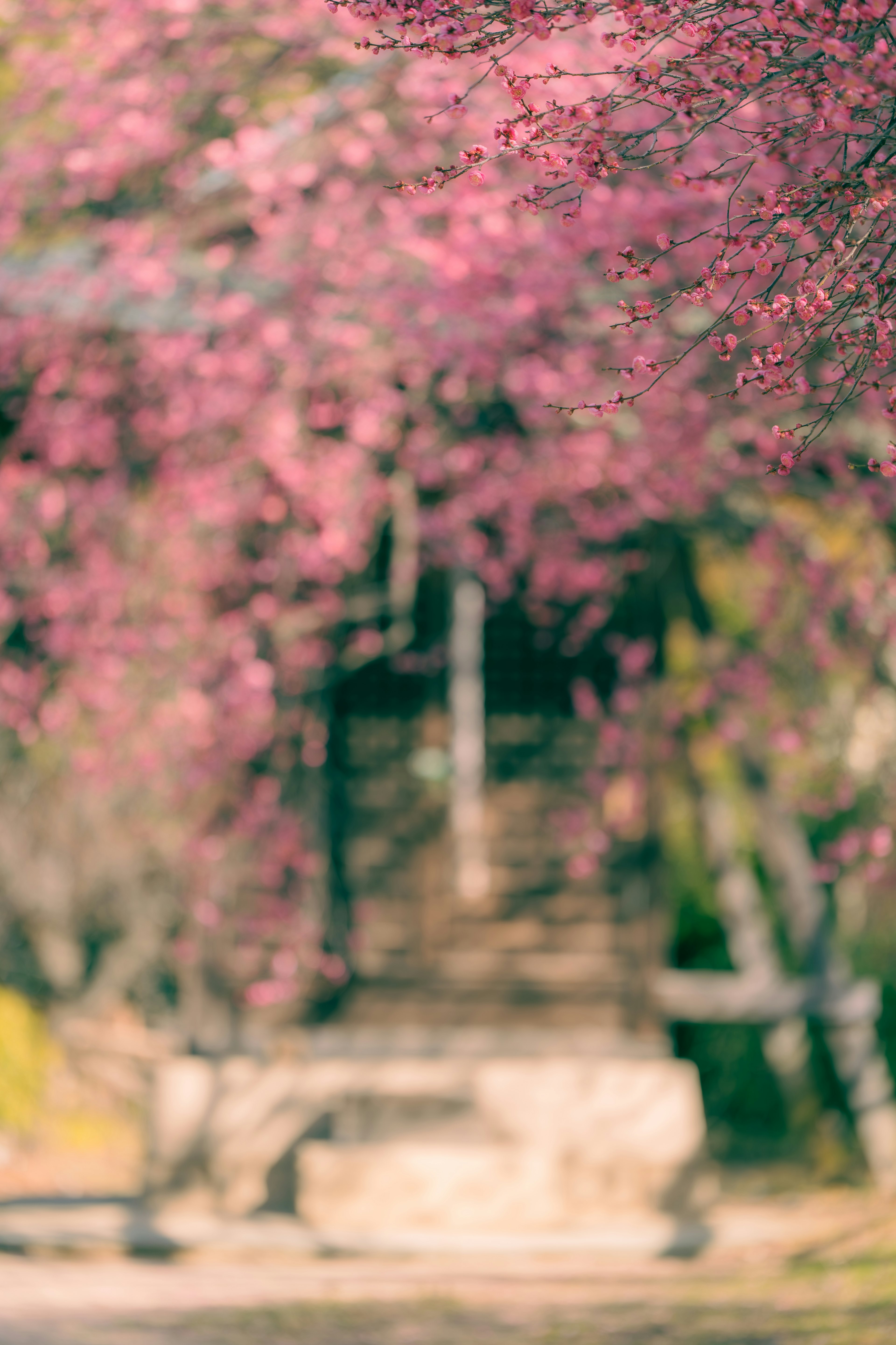 ピンクの花が咲く木々と階段がある風景