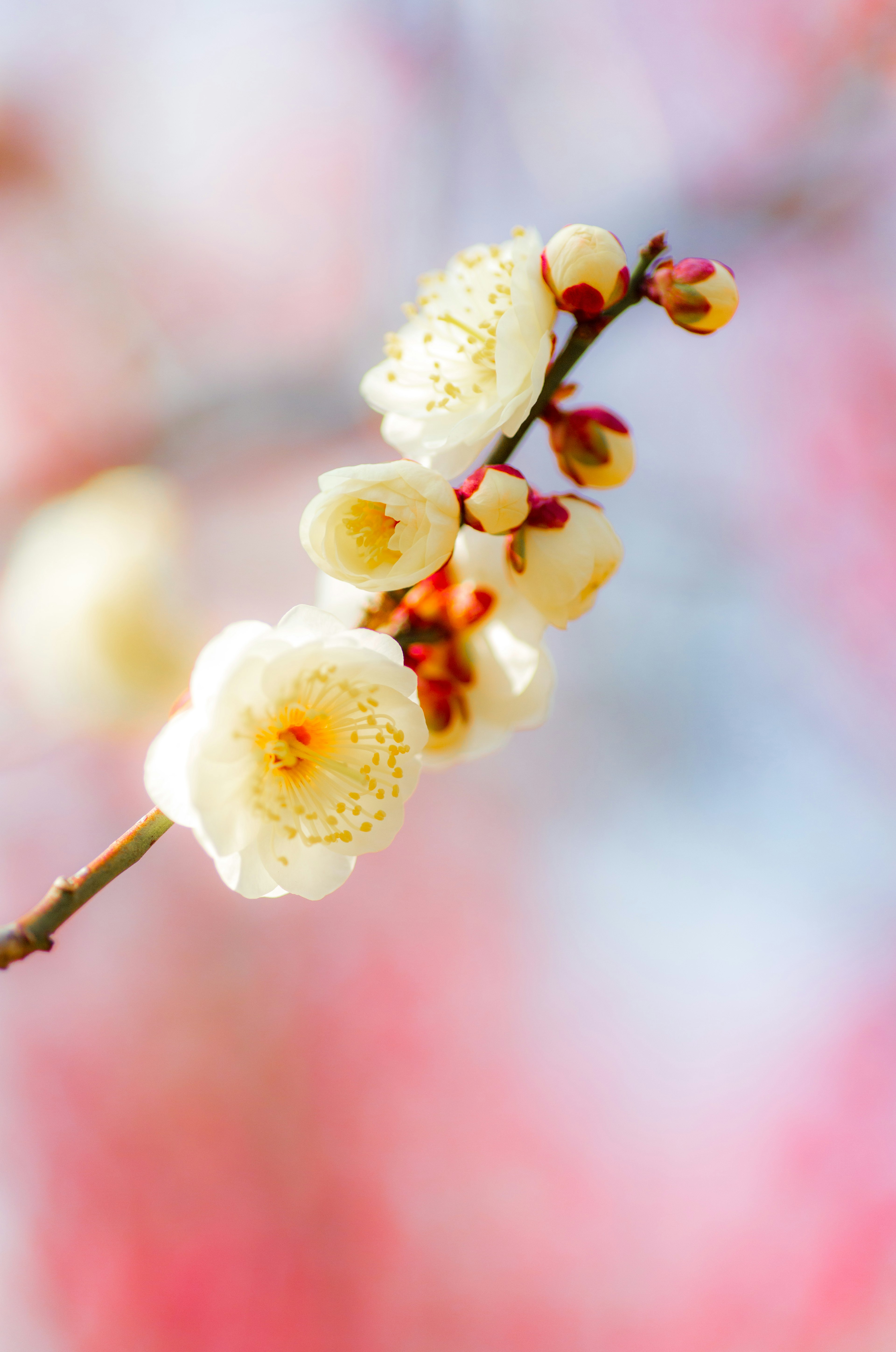 Fiore di pruno bianco con uno sfondo rosa tenue