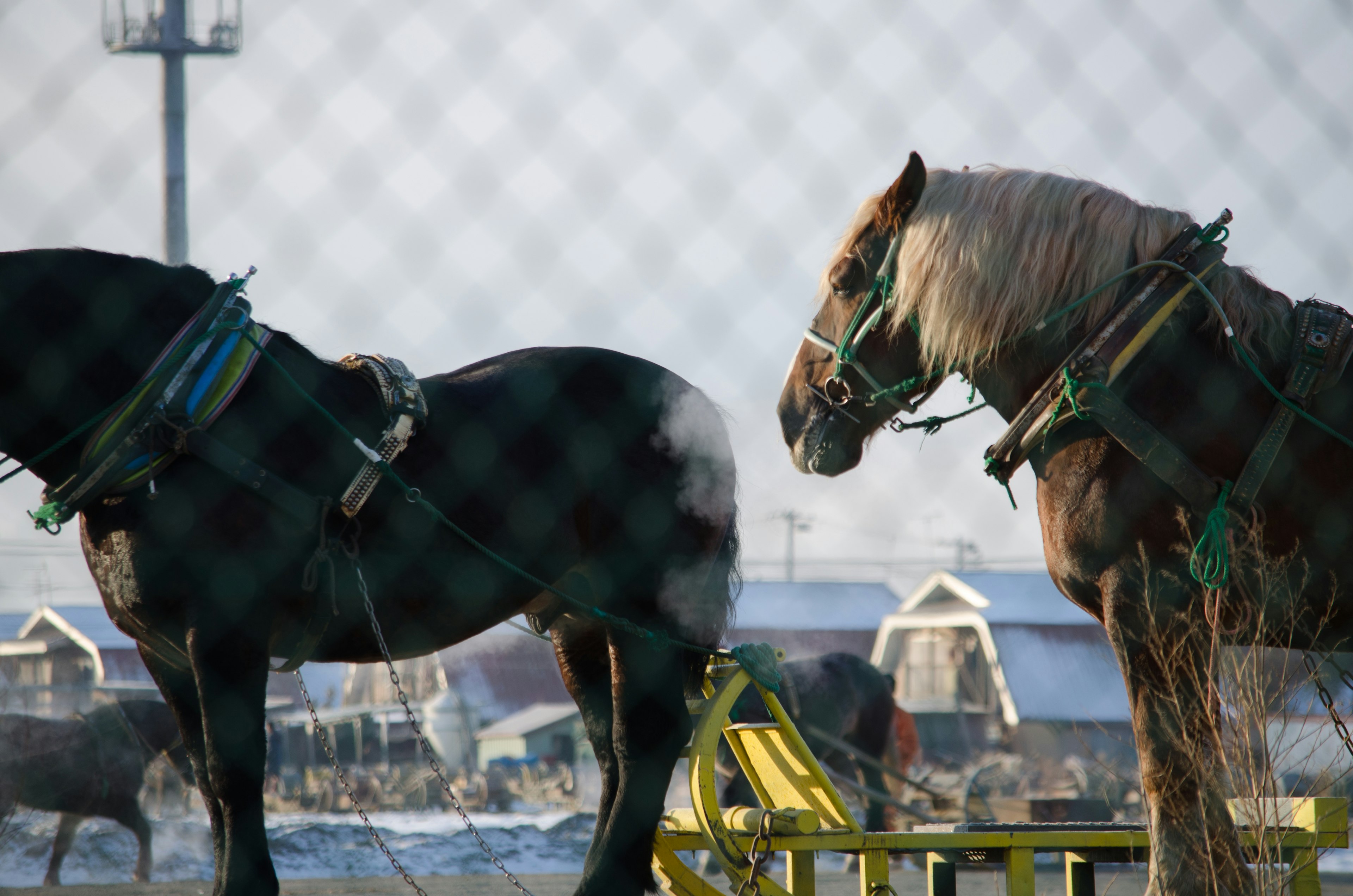 Caballos de pie en un campo detrás de una cerca