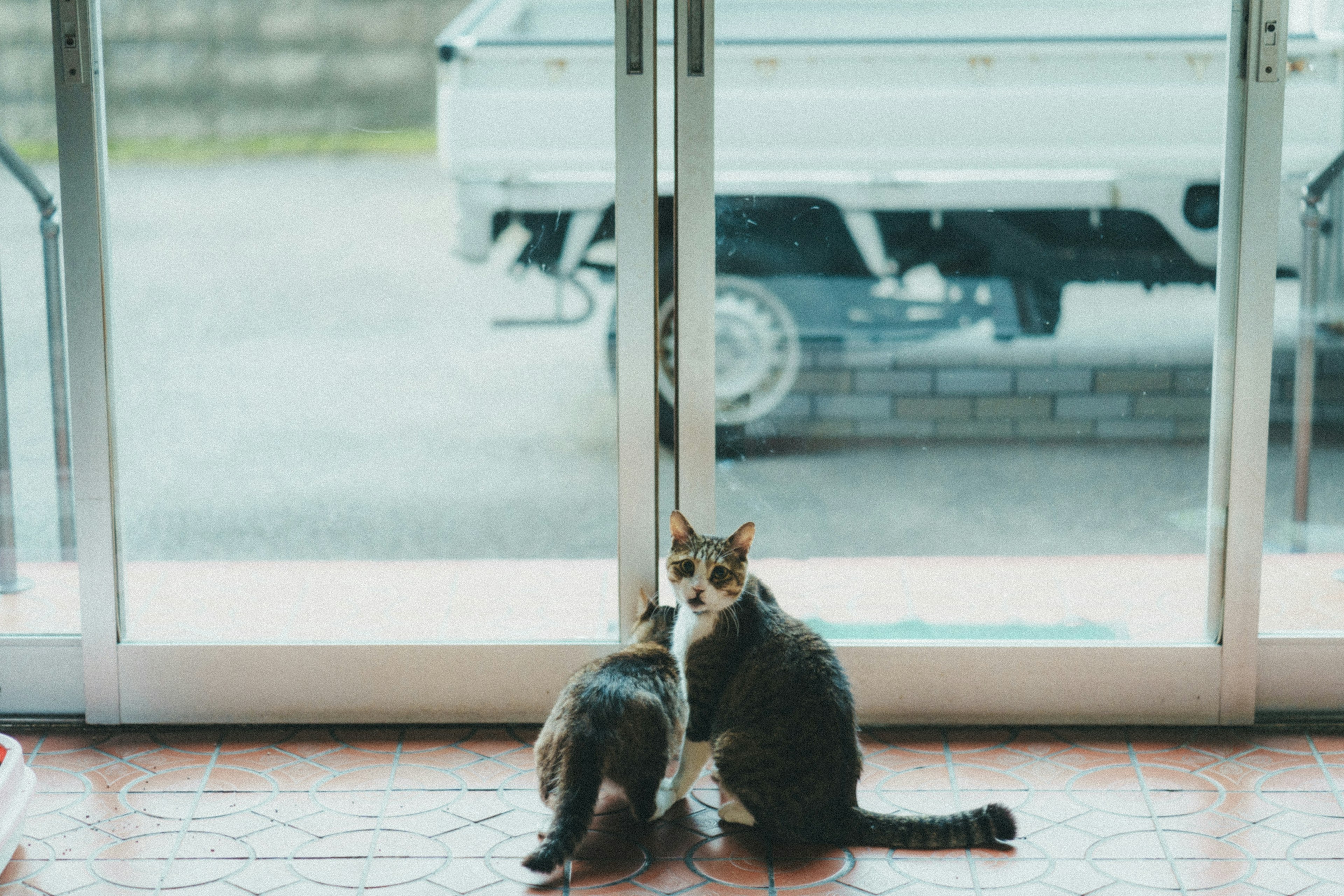 Due gatti seduti davanti a una porta di vetro