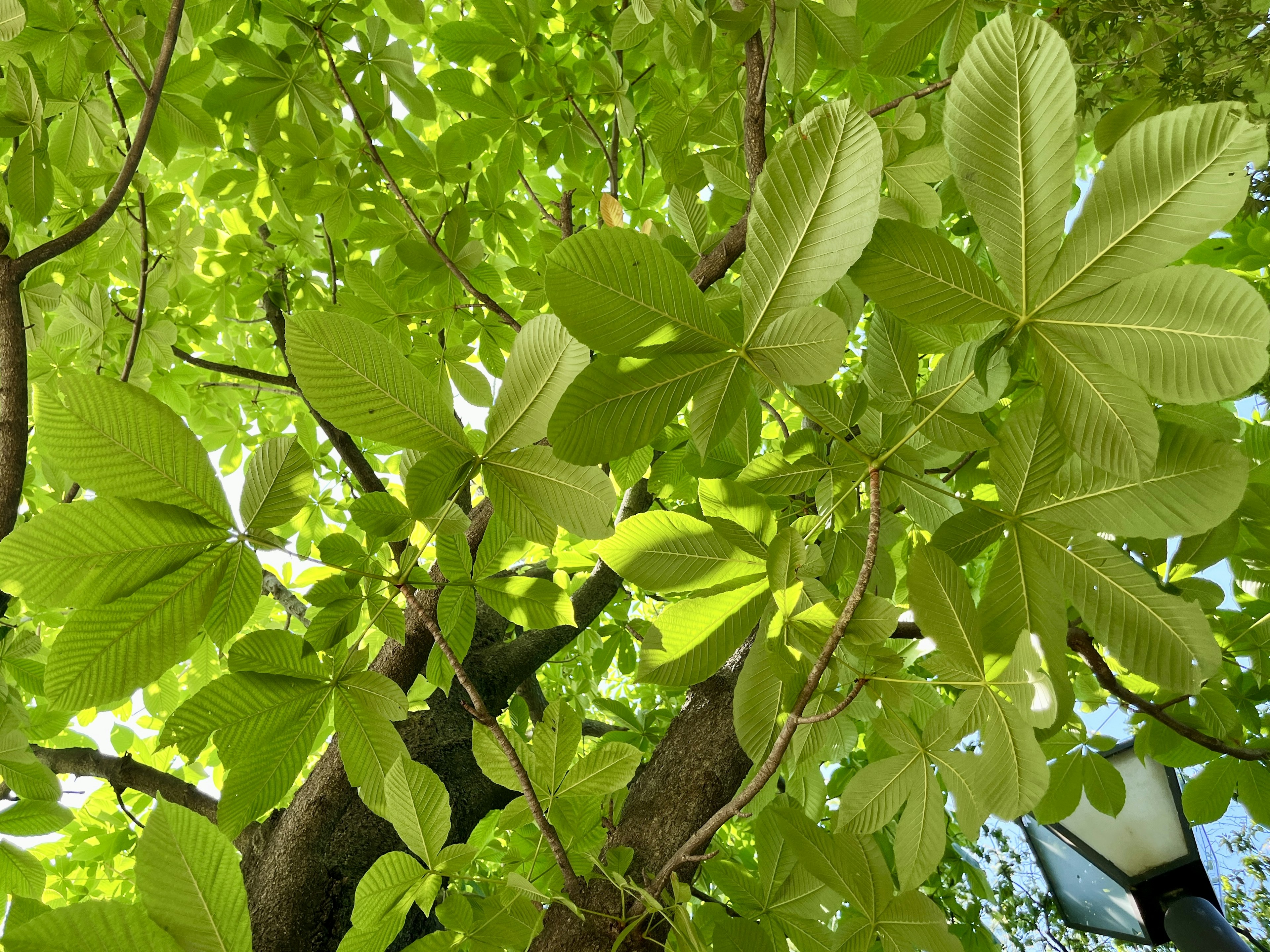 緑色の葉が茂った木の上を見上げた視点