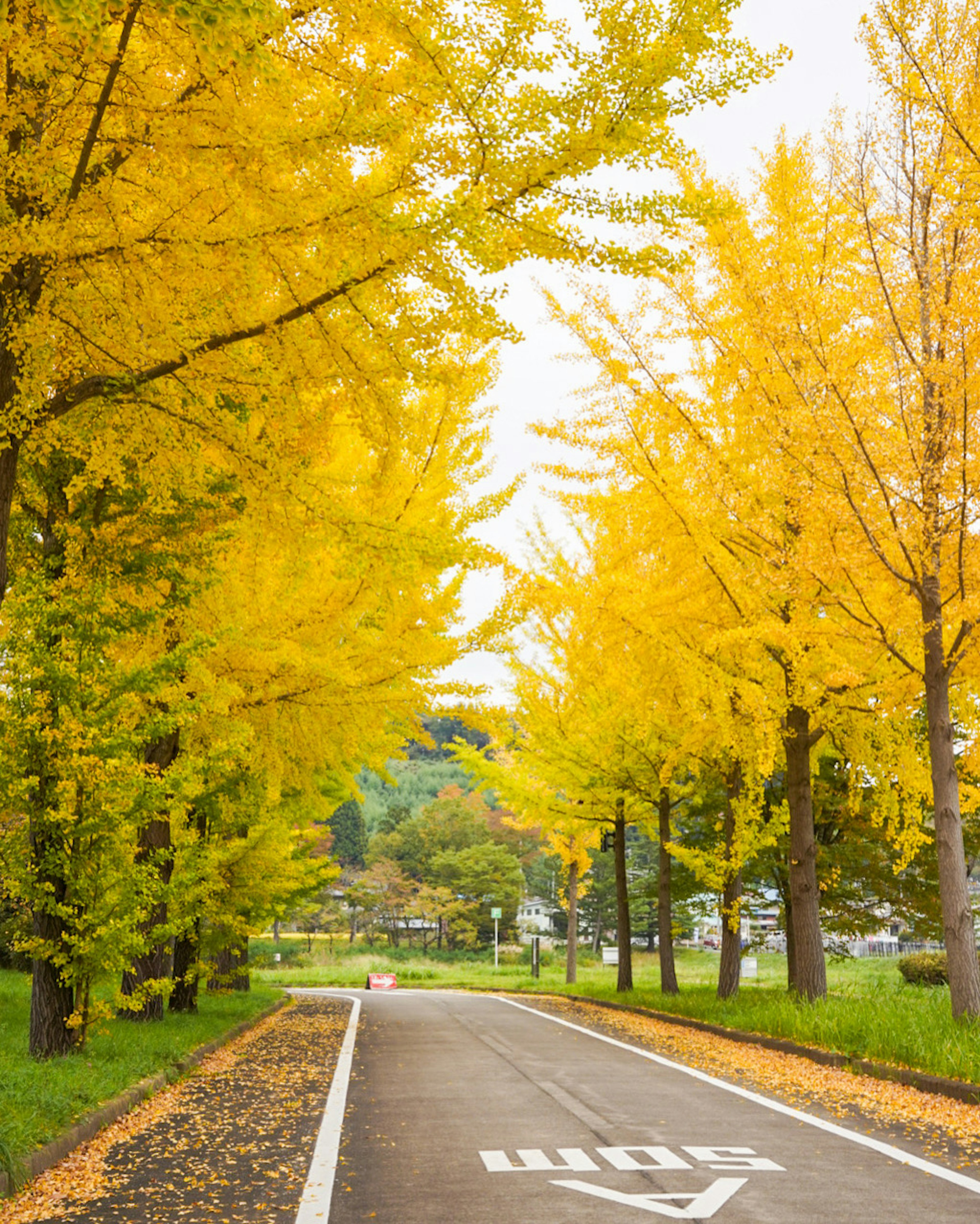 A serene road lined with vibrant yellow ginkgo trees