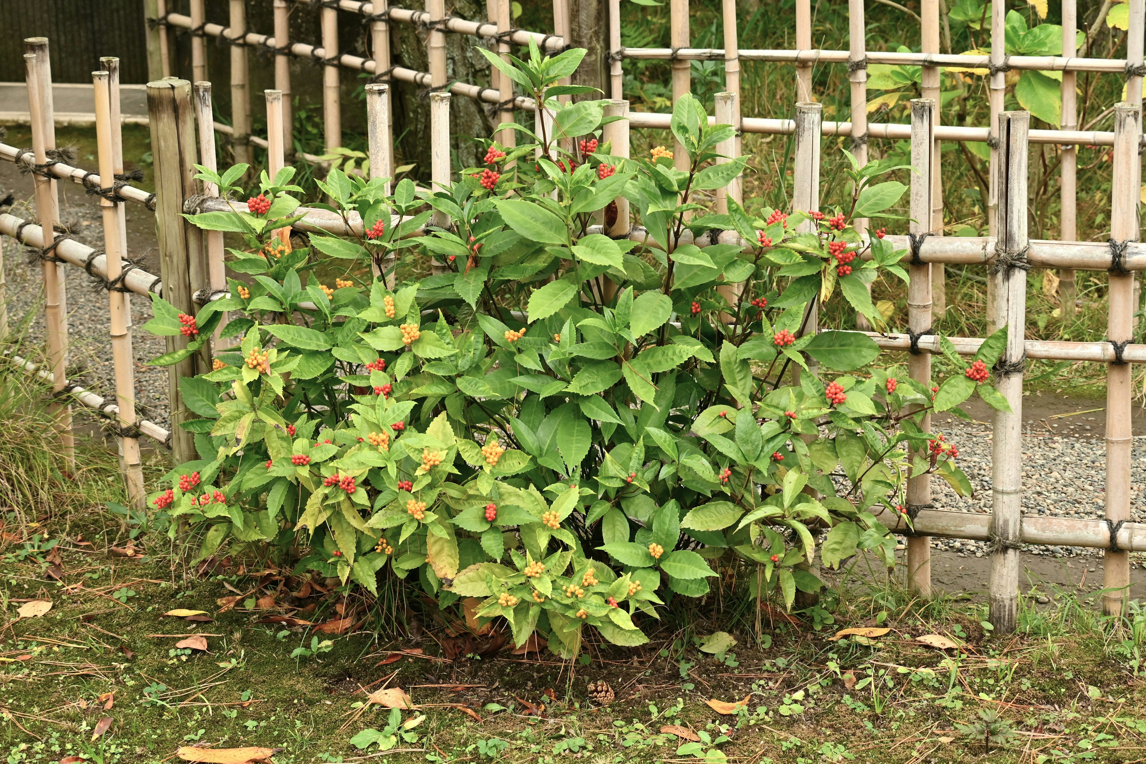 Small green plant growing near bamboo fence