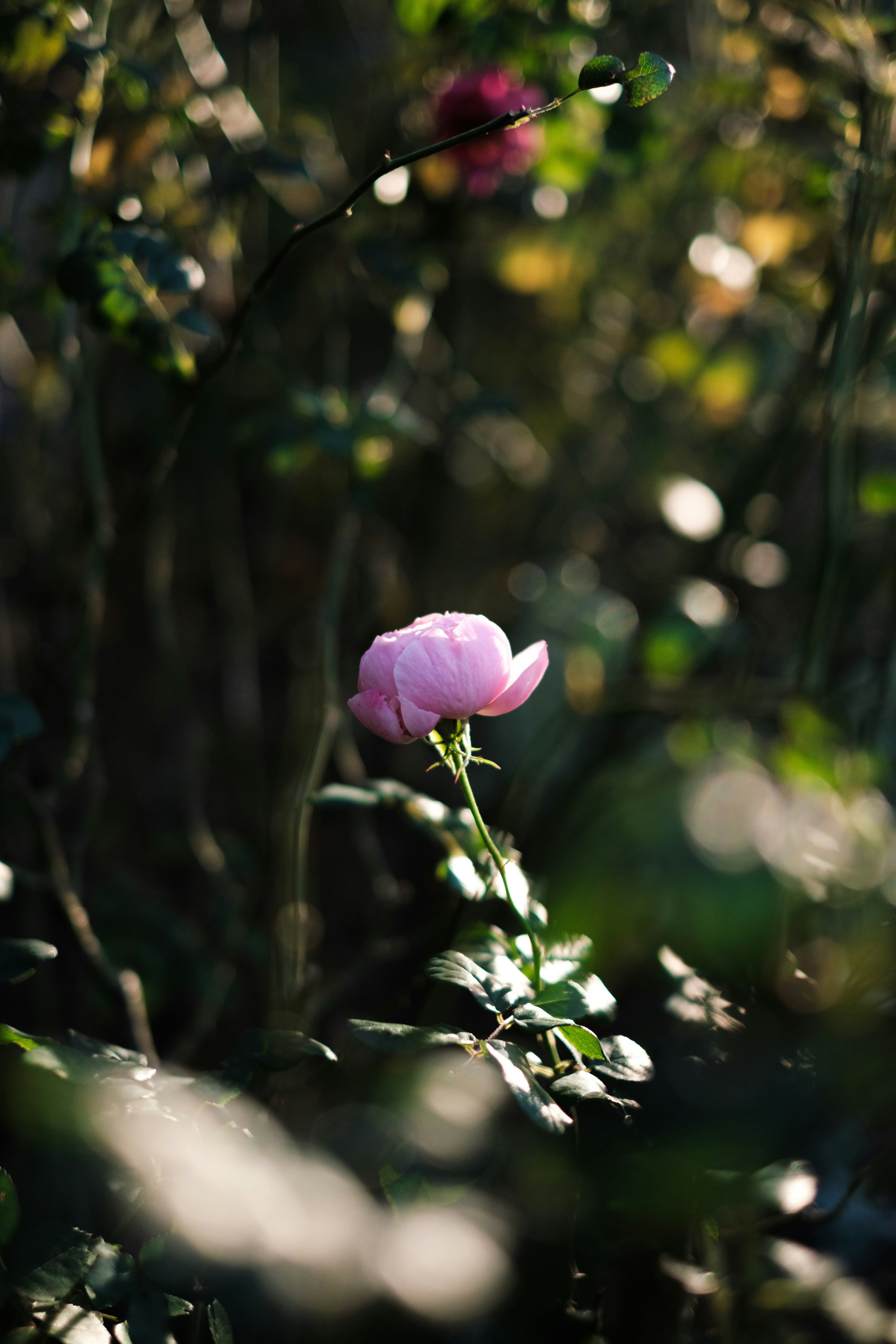 Una flor rosa pálido destaca sobre un fondo verde