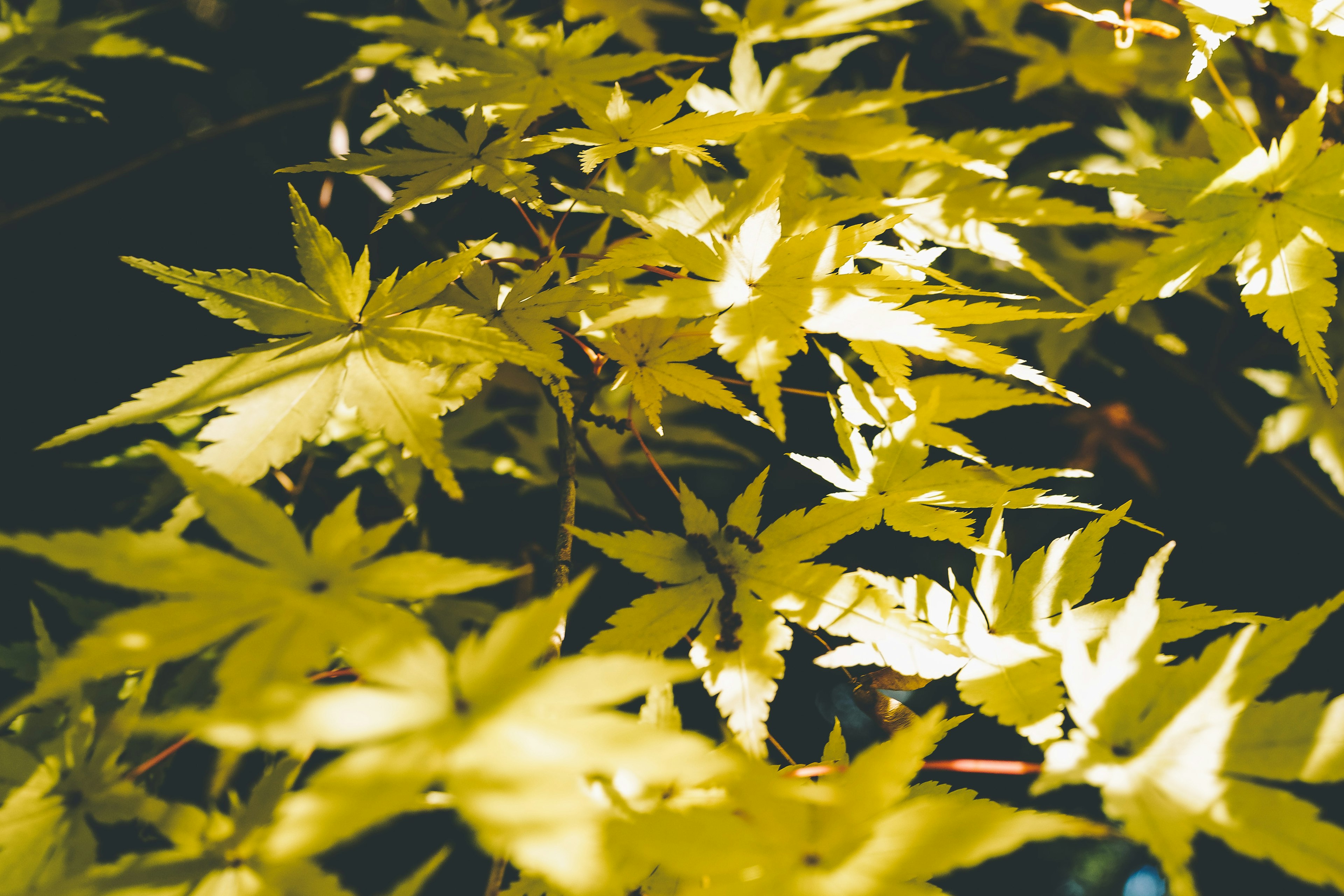 Close-up of yellow Japanese maple leaves