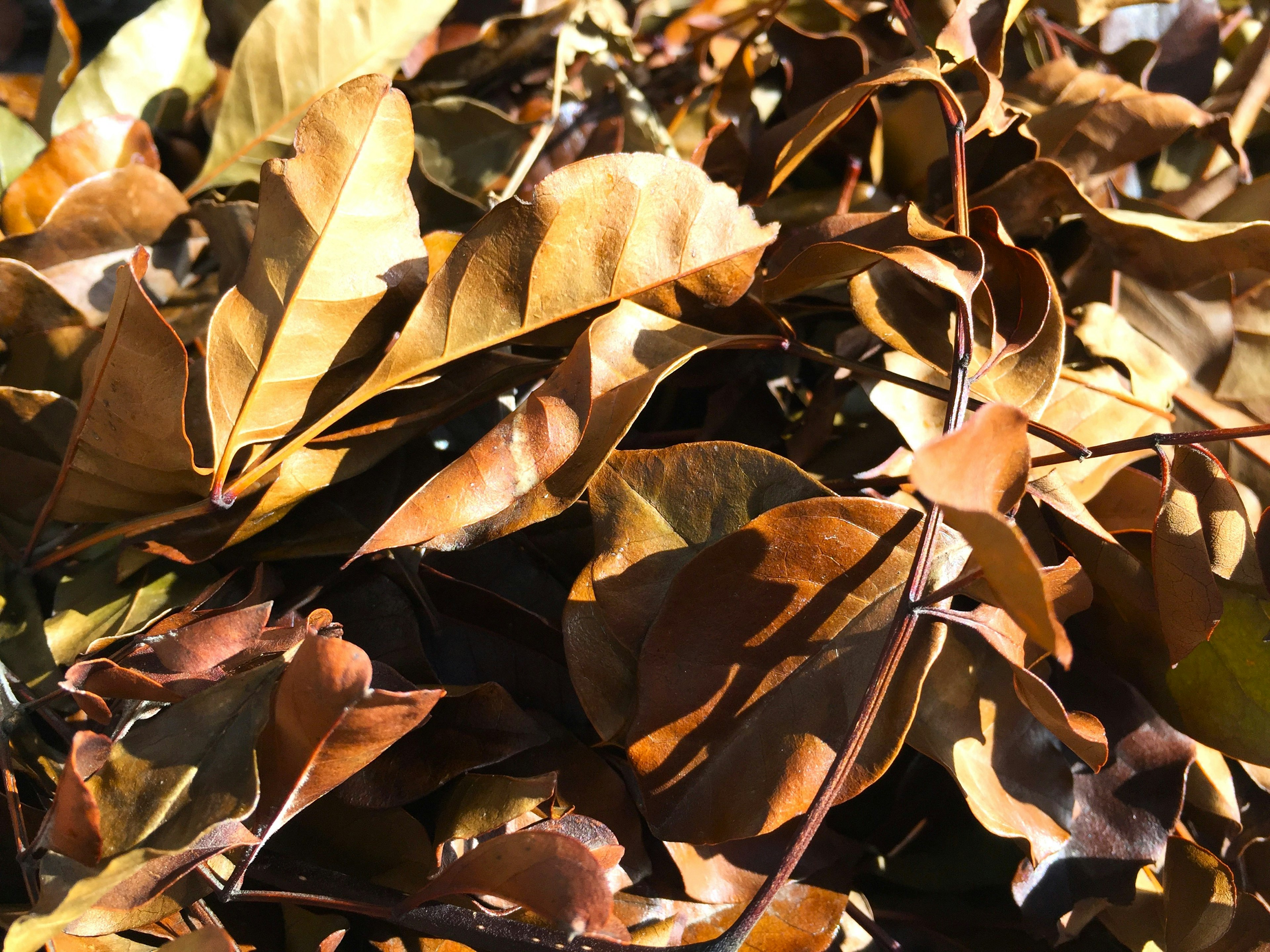 A pile of brown leaves overlapping each other in autumn