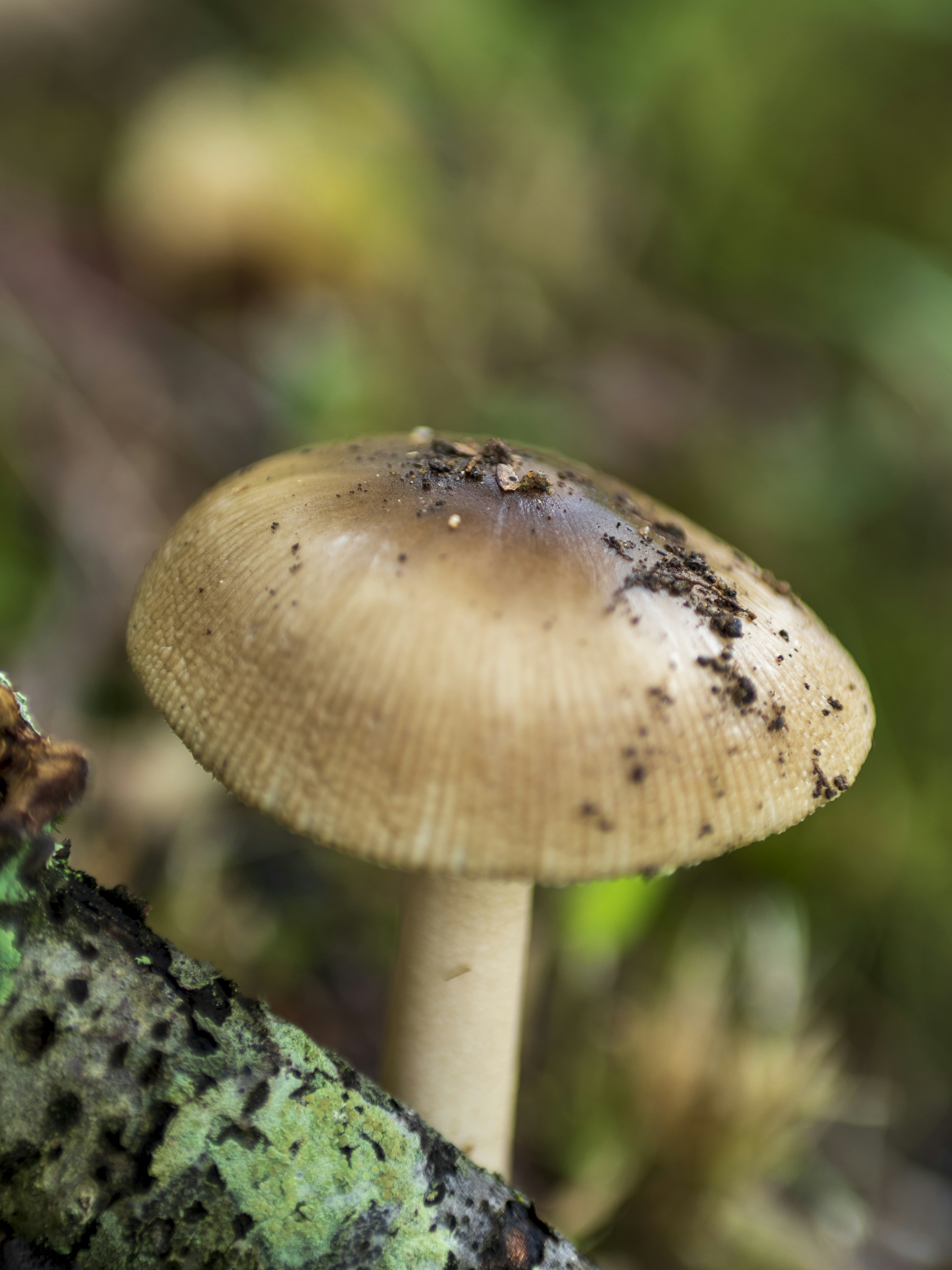 Photo of a brown mushroom growing on damp soil