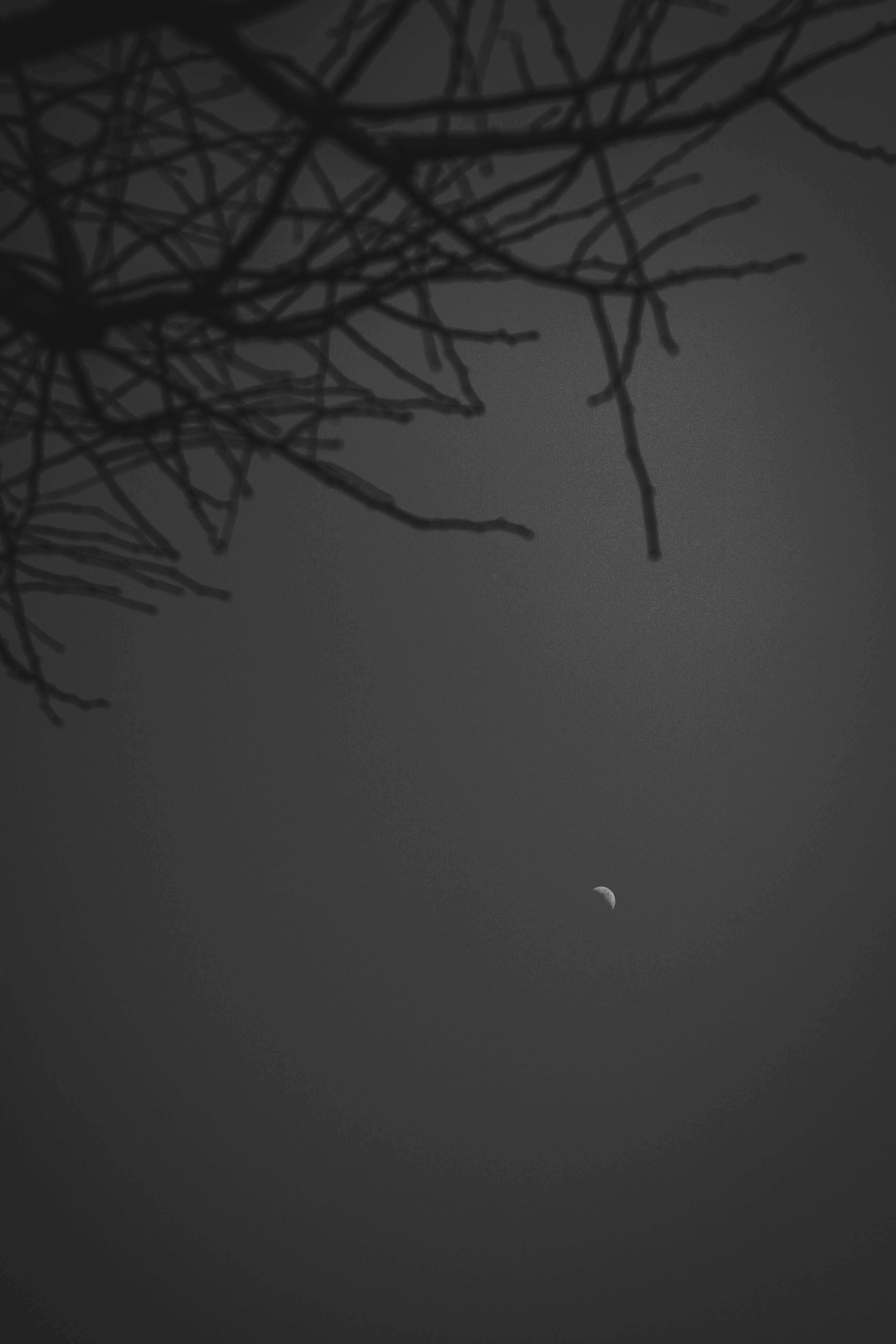 Silhouette of branches against a dark background with a small moon