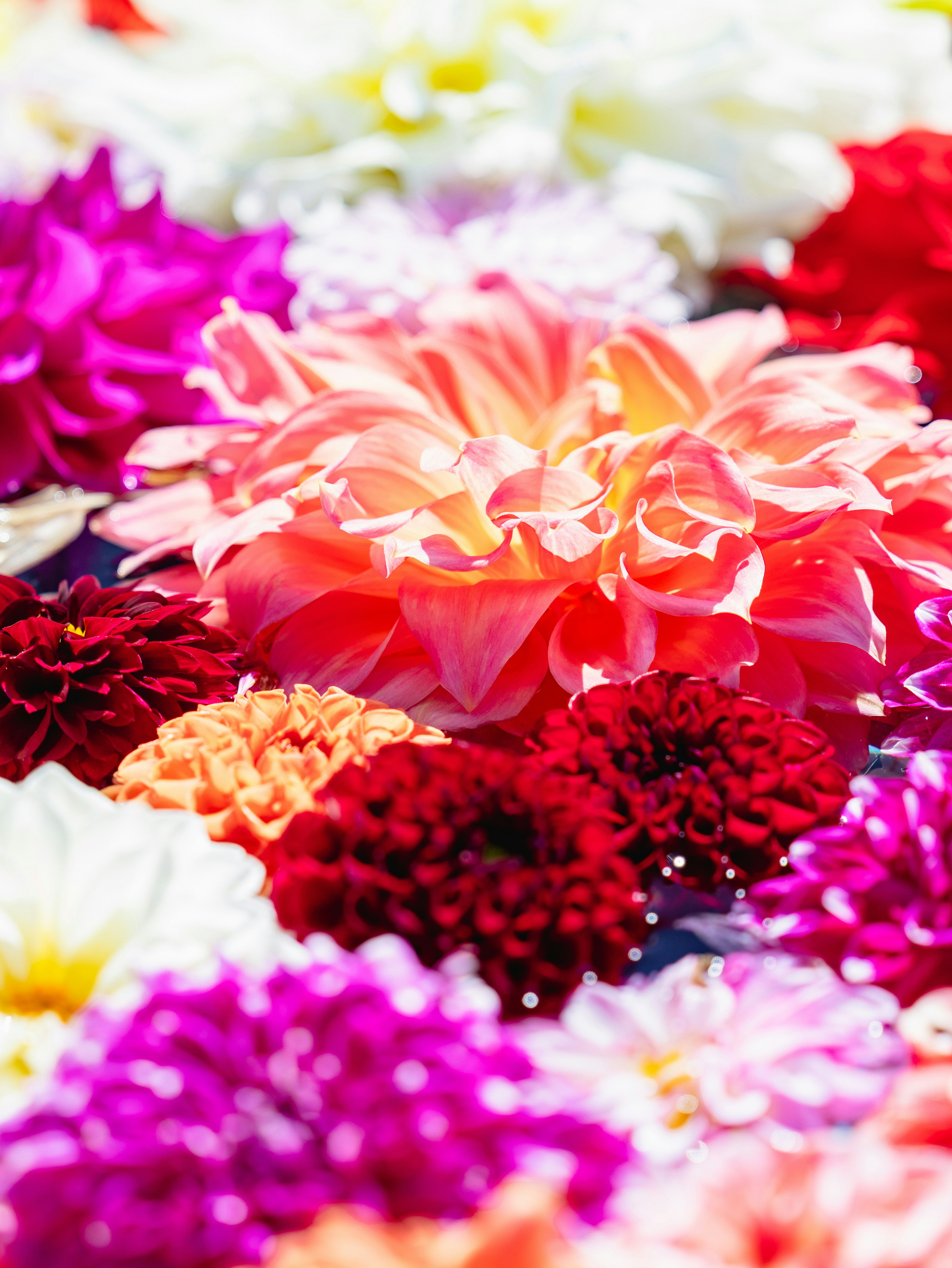 Ein lebhaftes Arrangement aus bunten Blumen, darunter rosa, rote und weiße Blüten