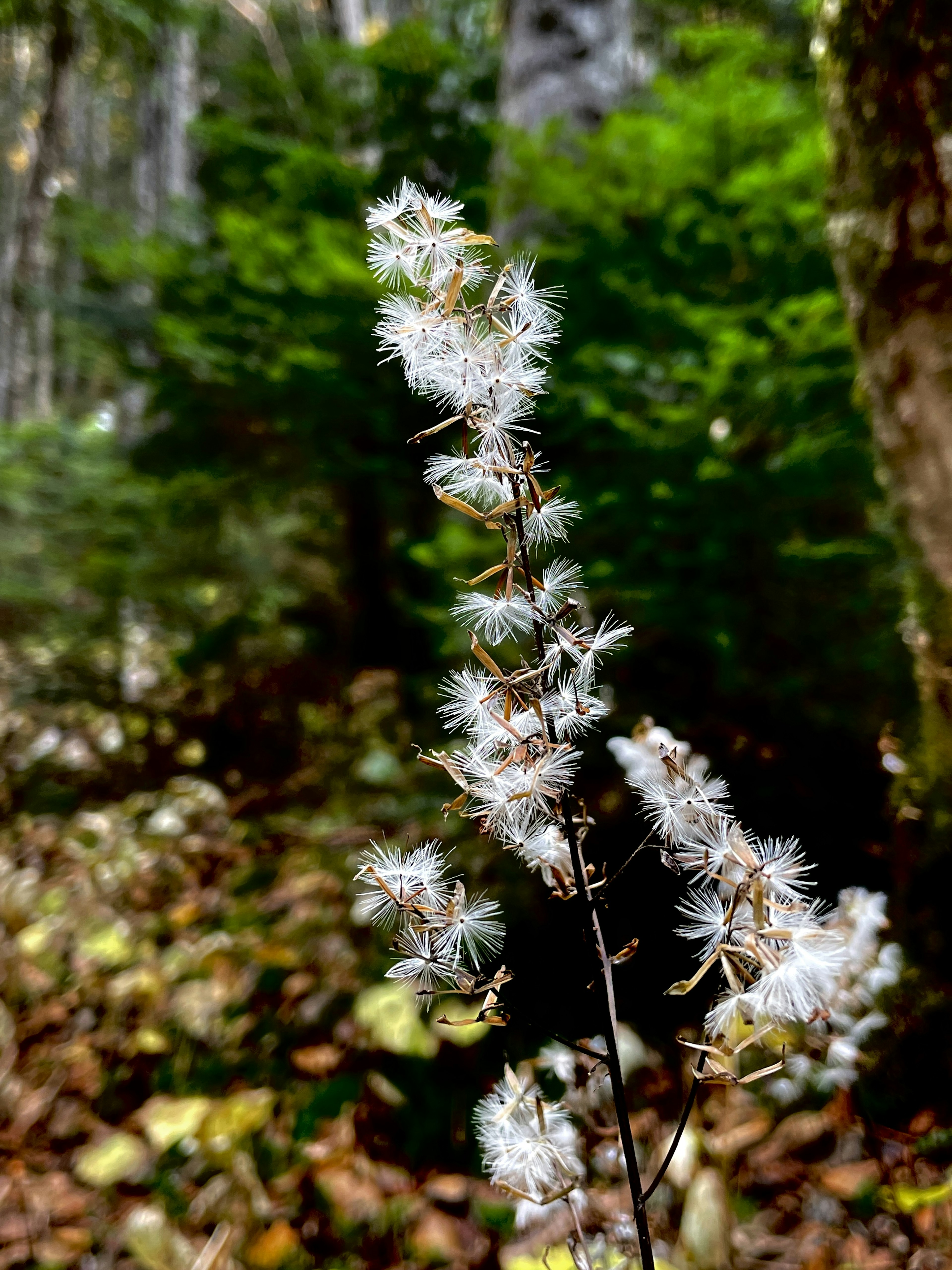 Ein Stängel mit weißen Blumen vor einem Waldhintergrund