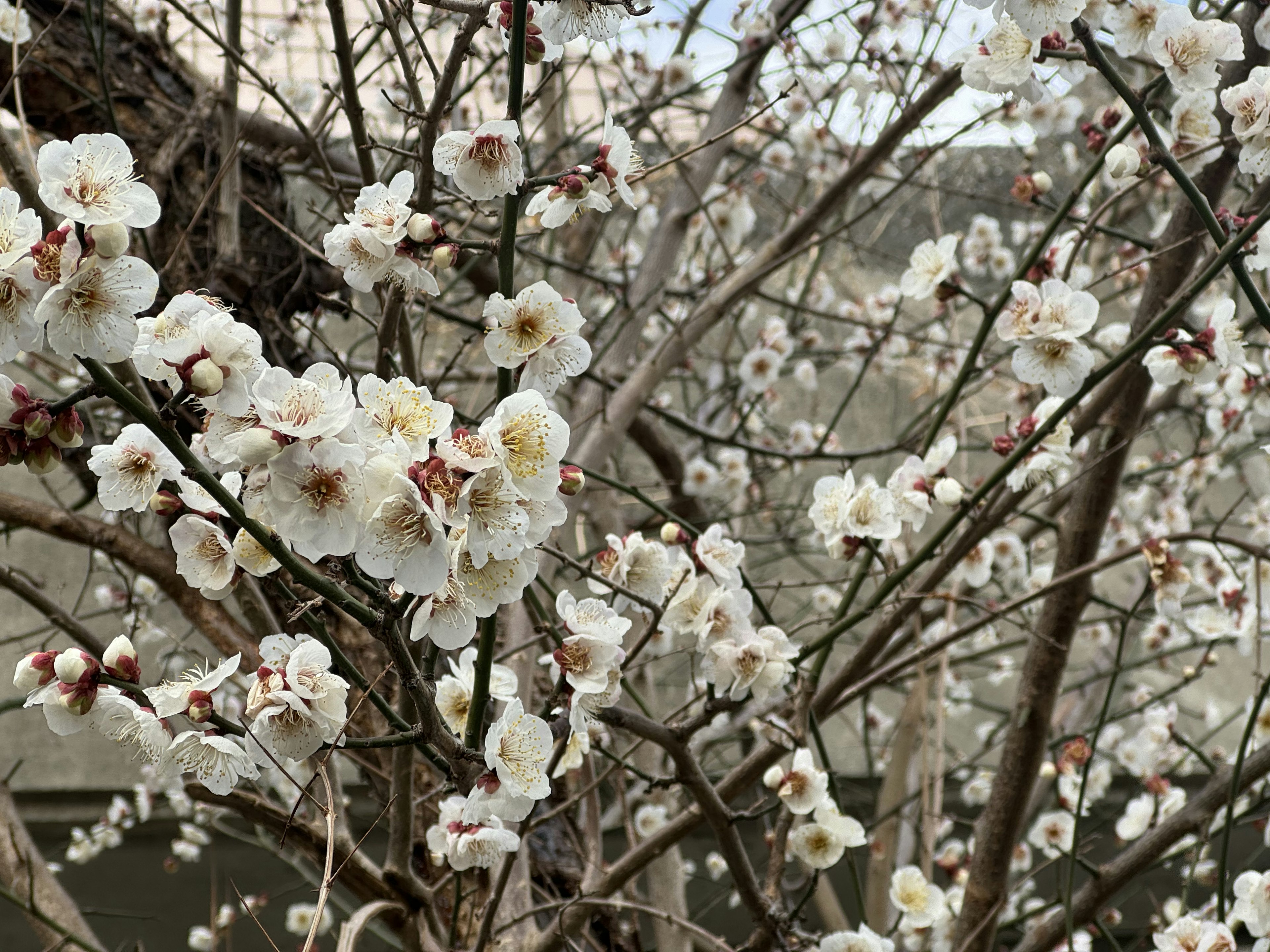 白い花が咲く木の枝のクローズアップ