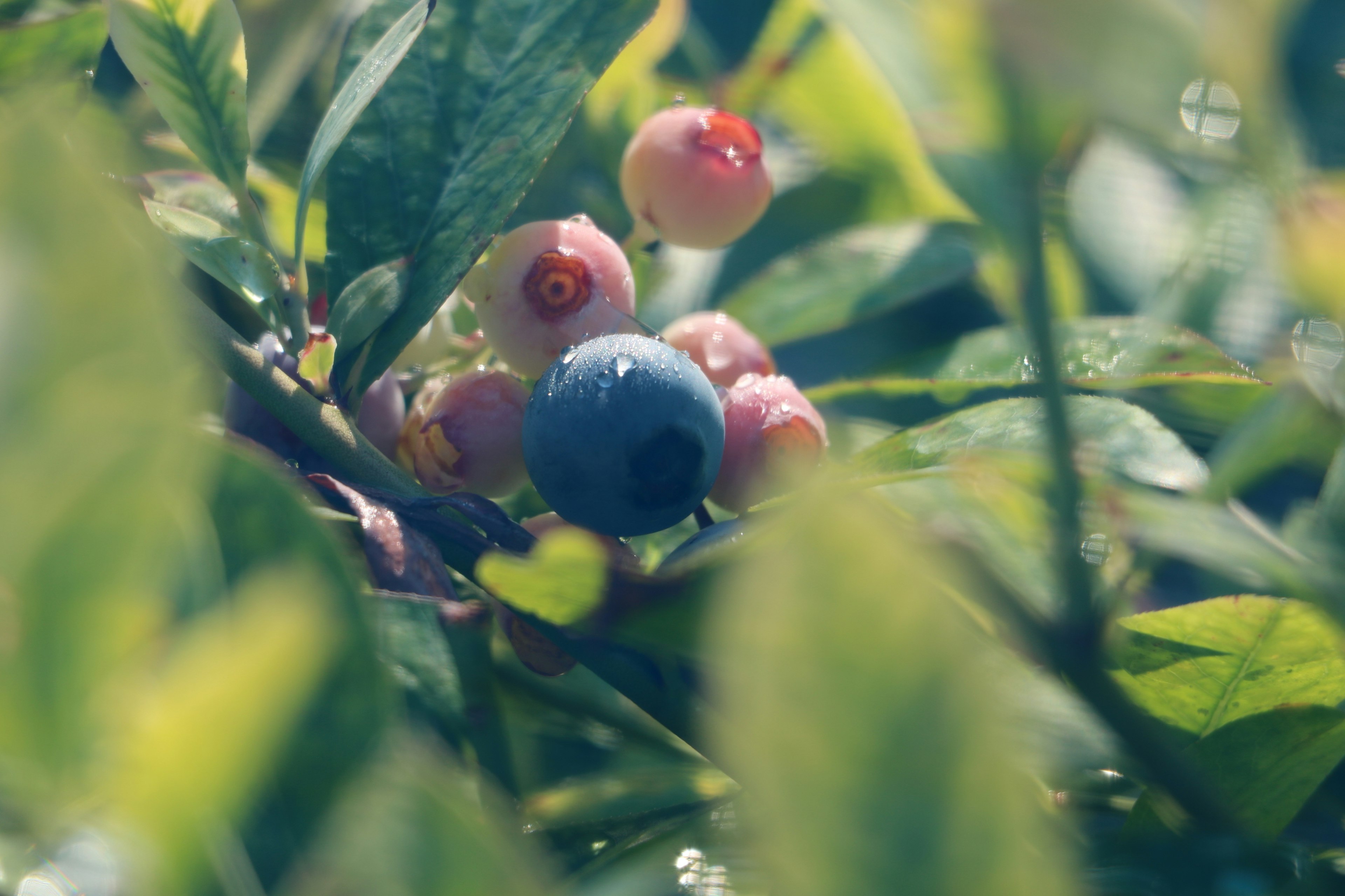 Blue blueberry and red fruits visible among green leaves