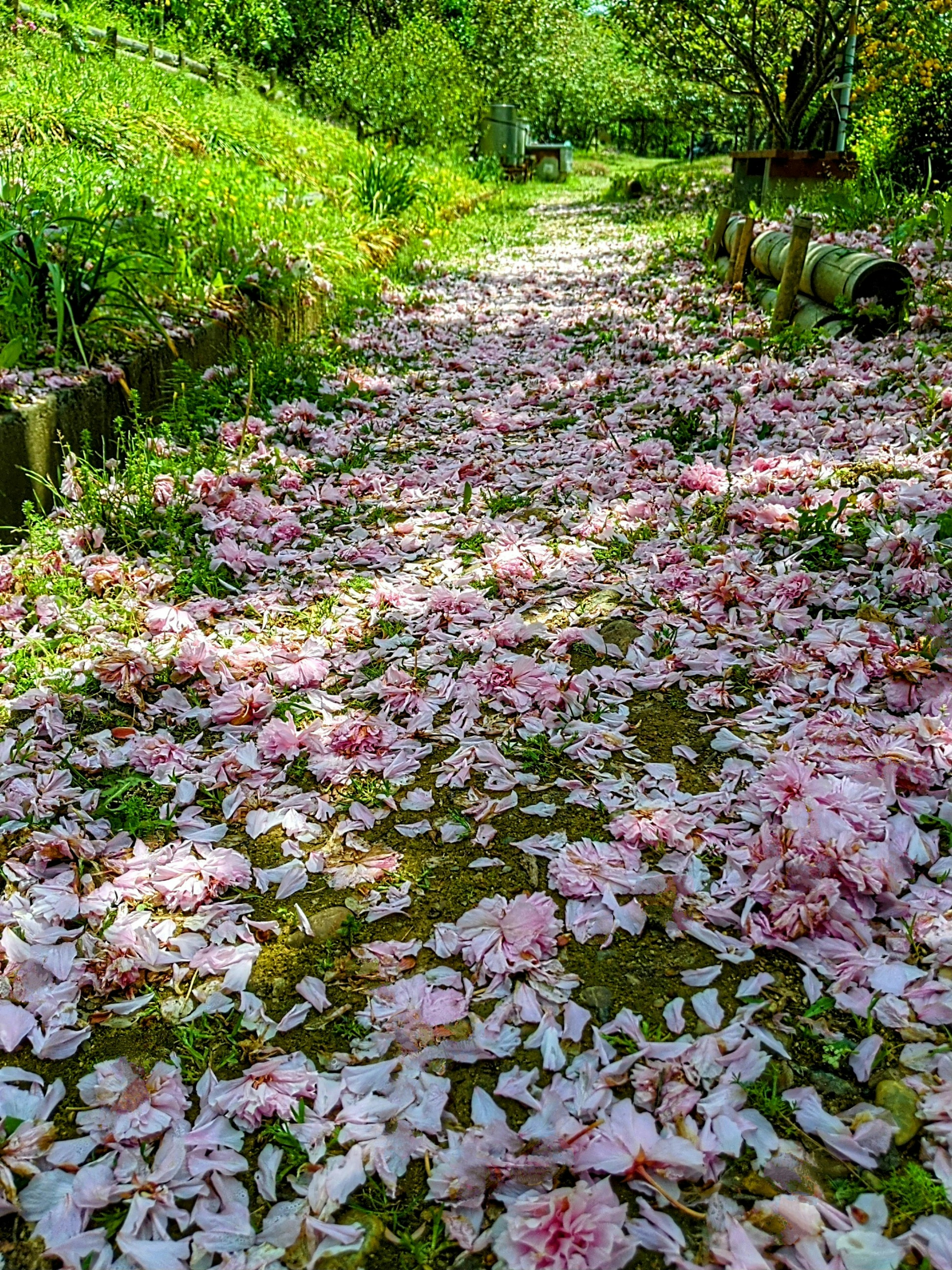 Pathway covered with pink cherry blossom petals