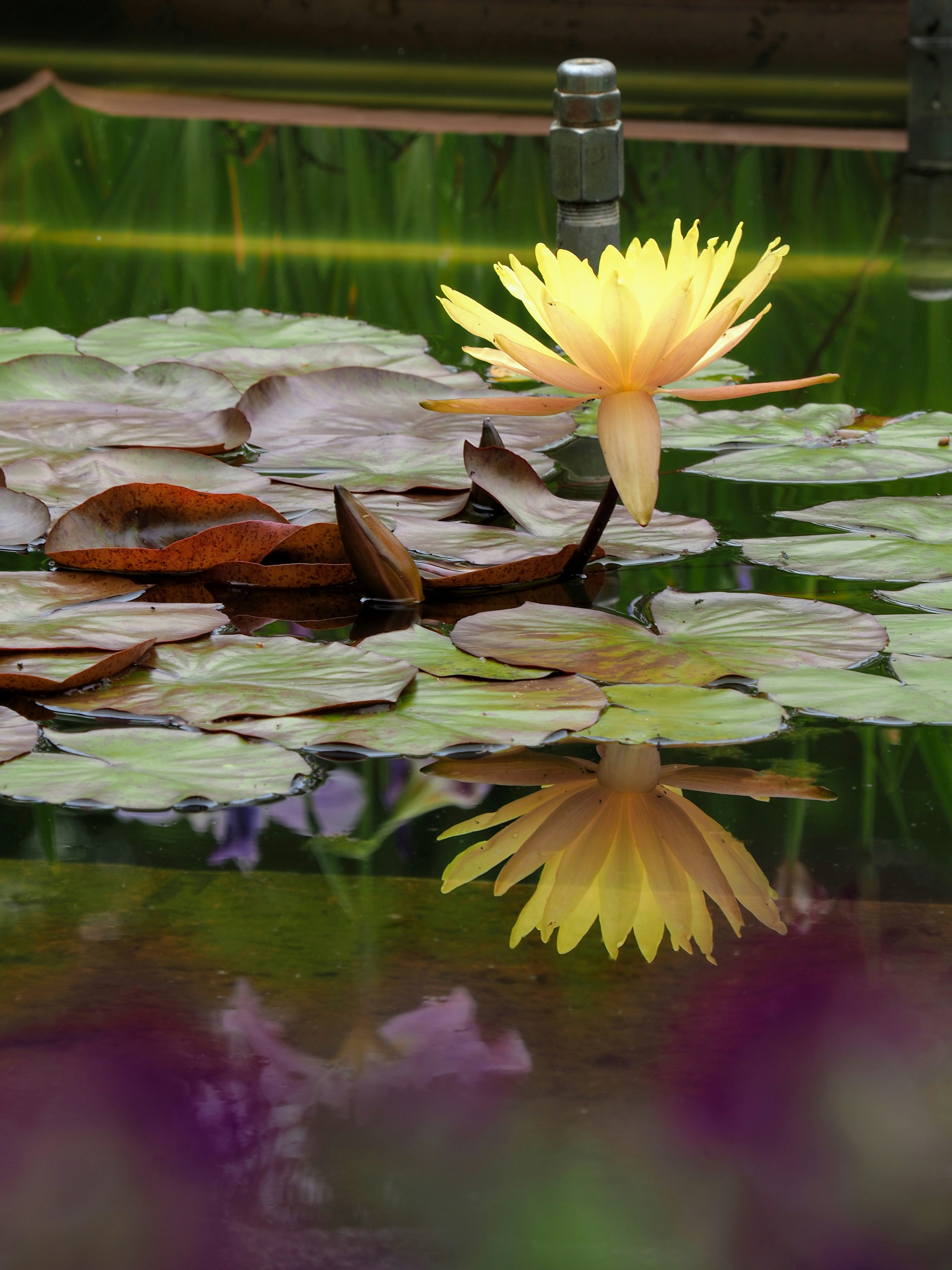 Yellow water lily floating on the water surface with reflection