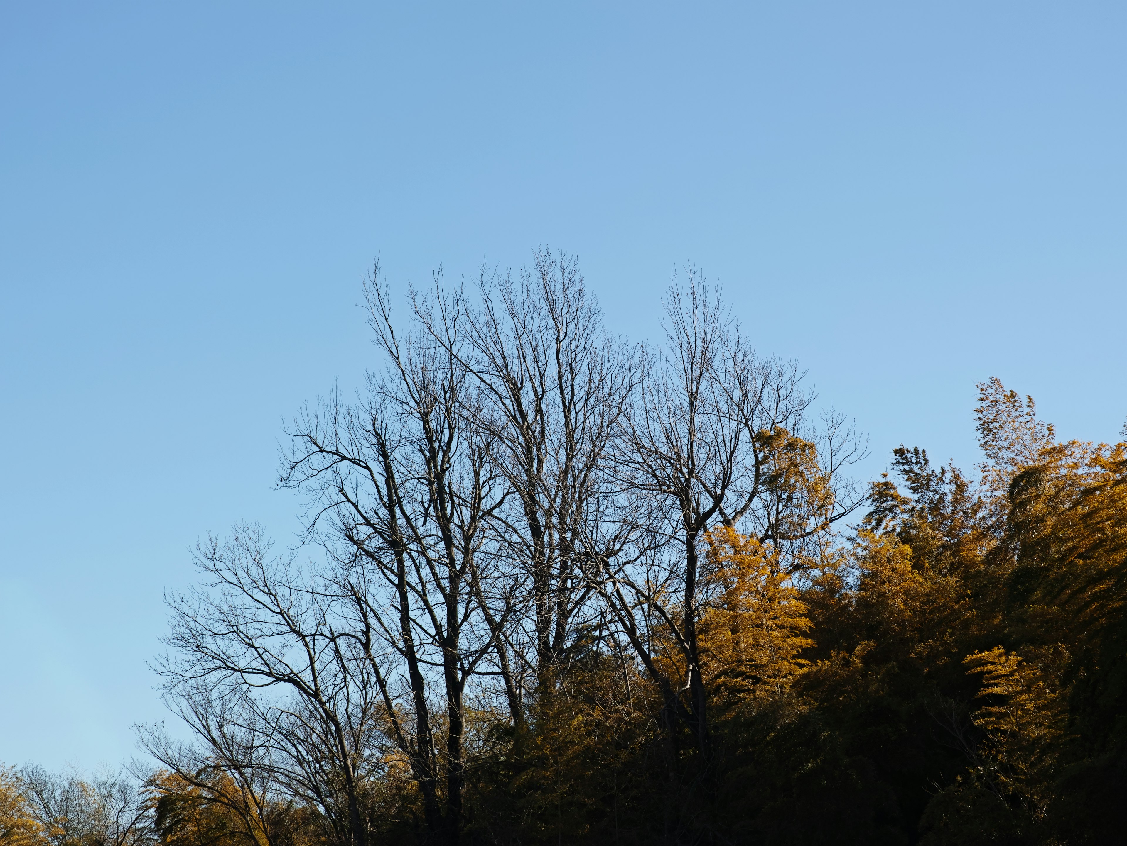 Silhouette d'arbres nus contre un ciel bleu clair