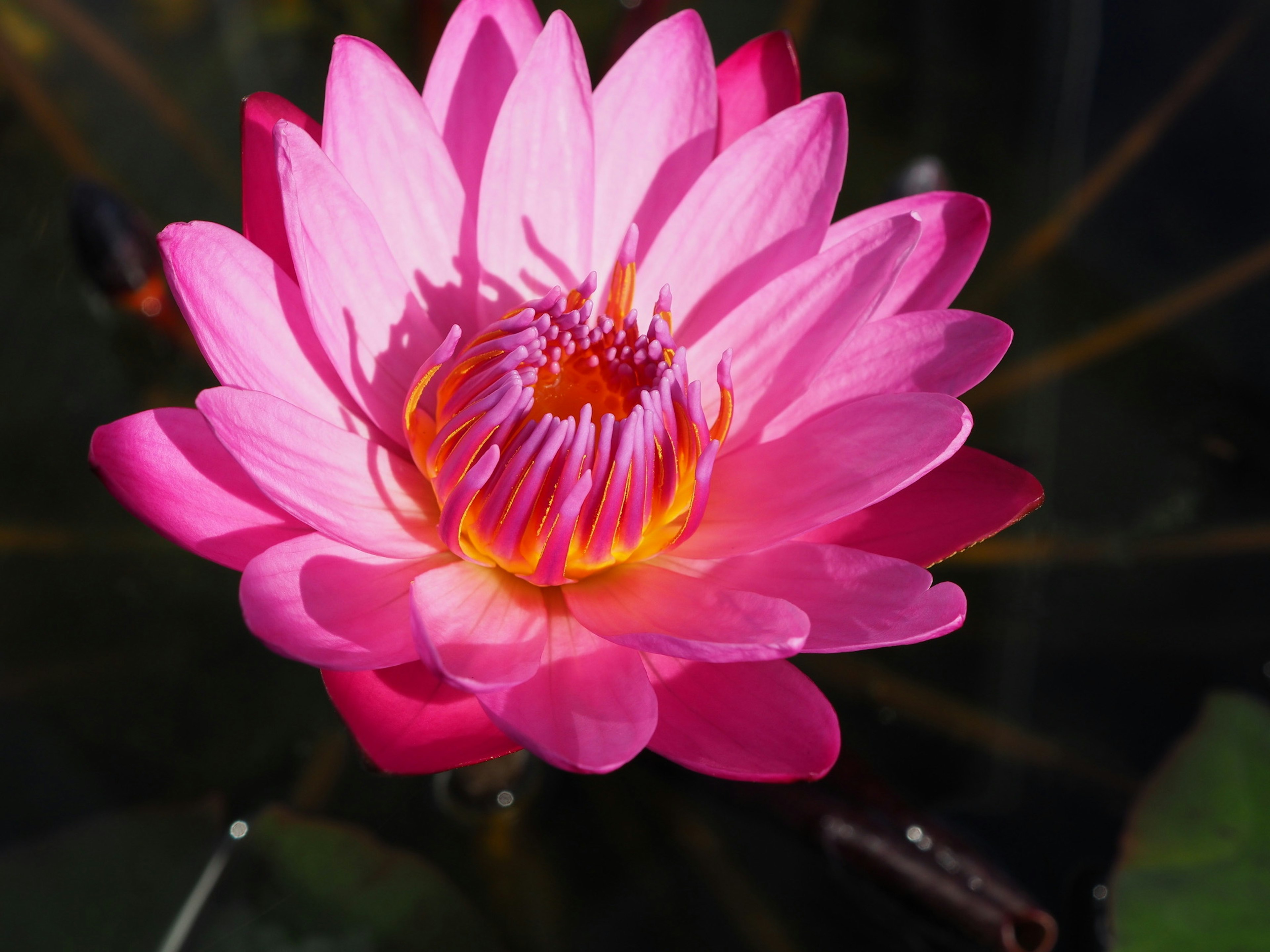 Nénuphar rose vif fleurissant à la surface de l'eau