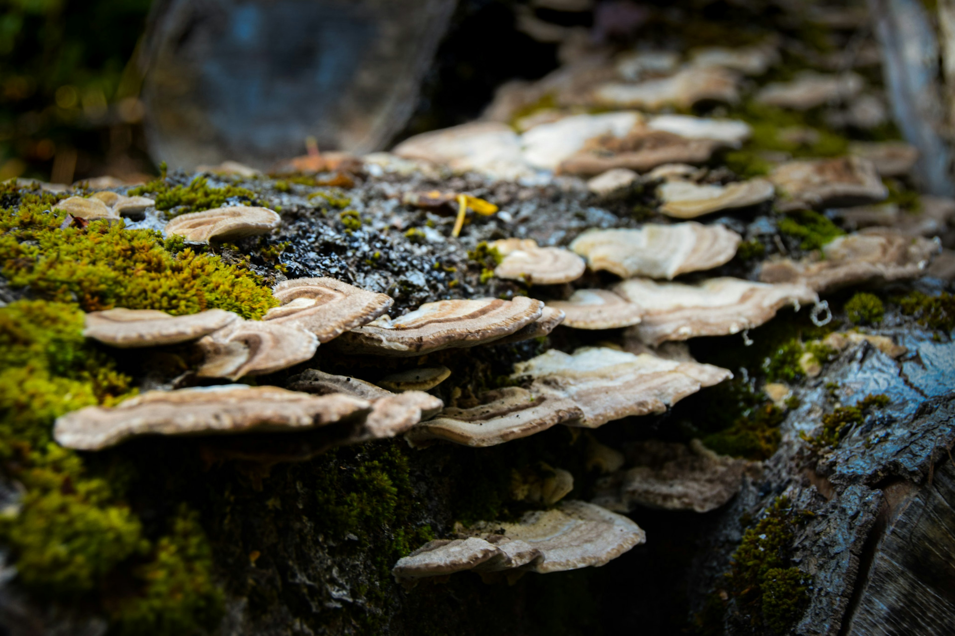 Groupe de champignons magnifiques poussant sur un tronc d'arbre