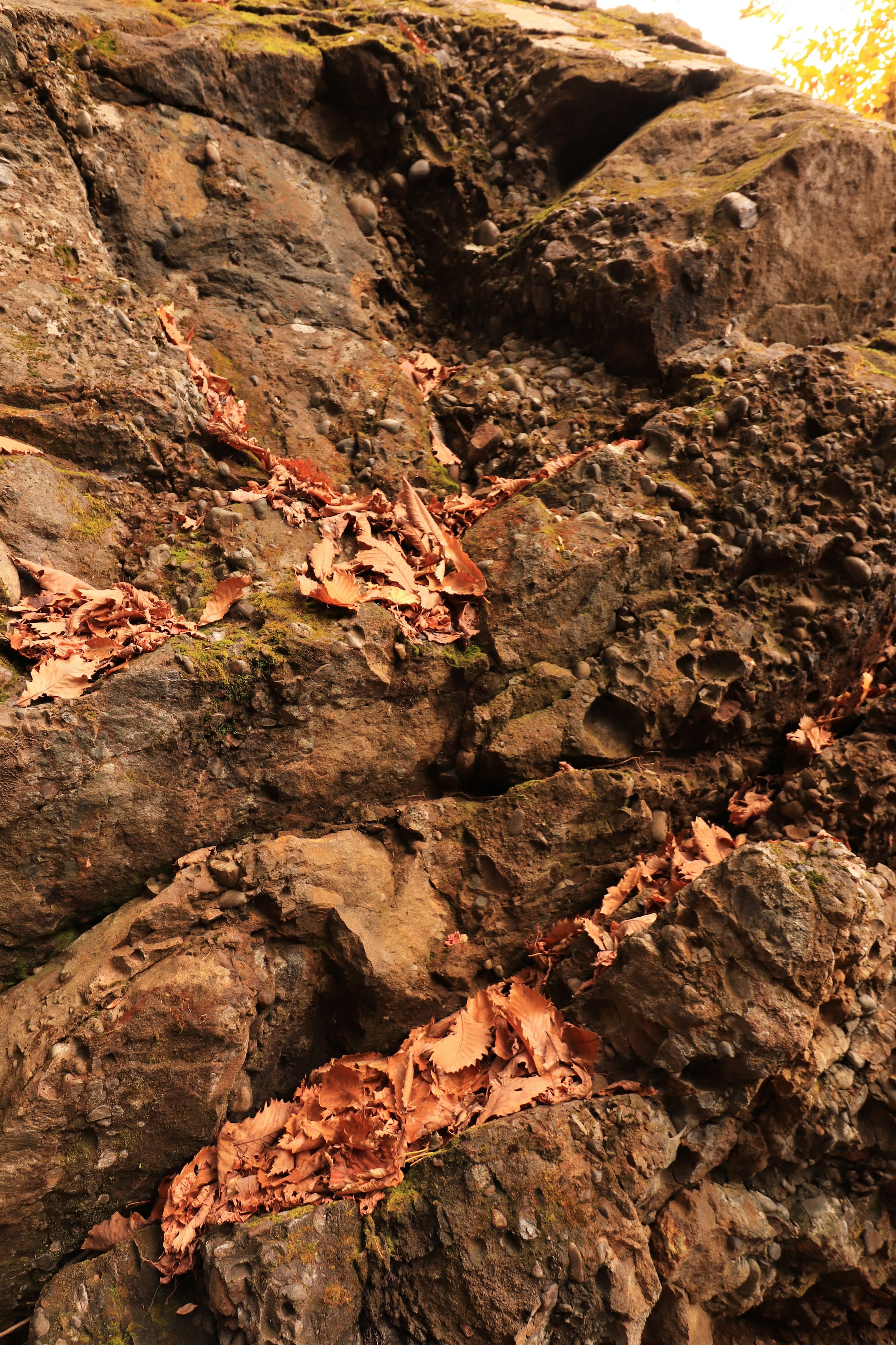 Paesaggio naturale con rocce coperte di foglie sparse