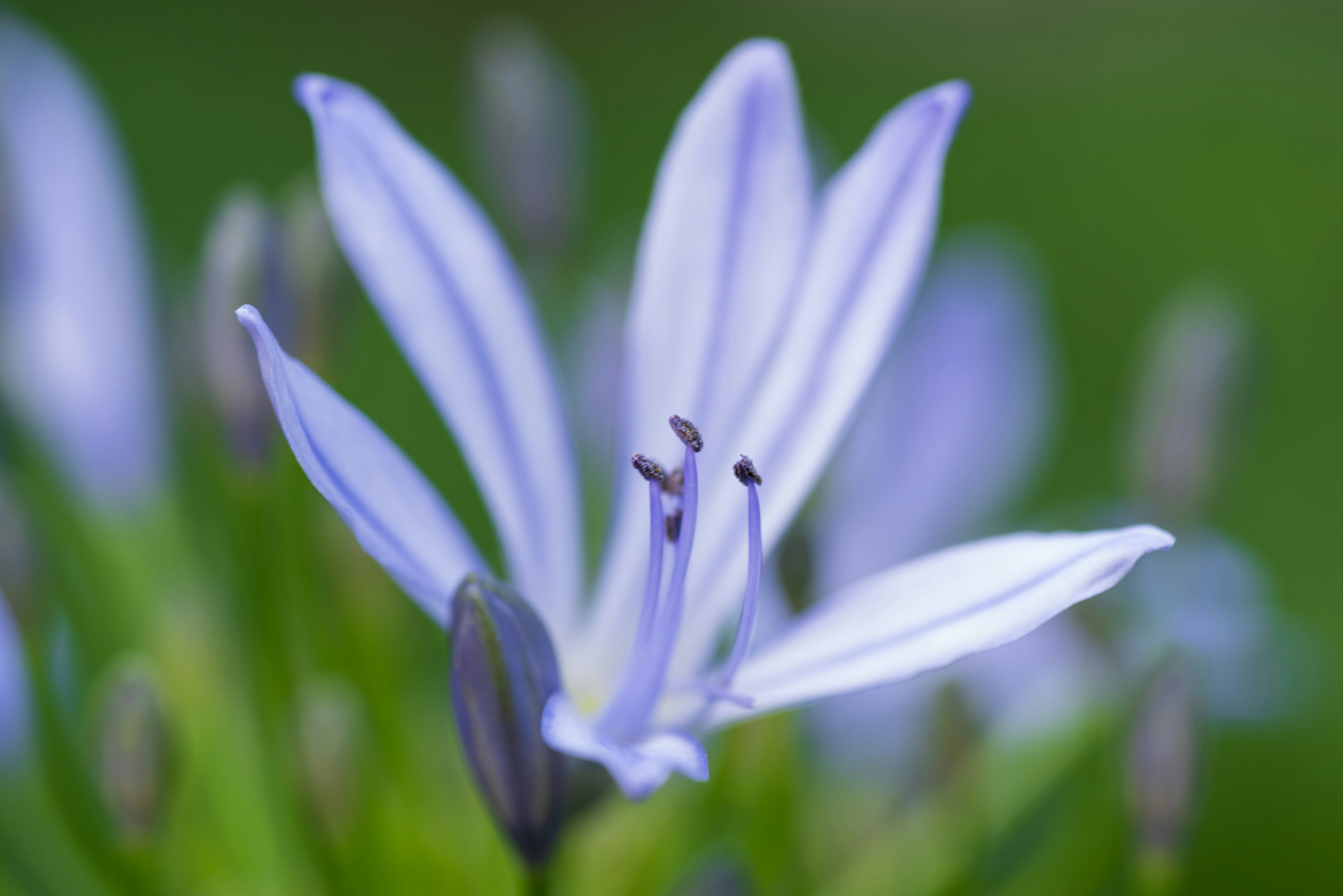 Primer plano de una flor morada pálida con pétalos alargados sobre un fondo verde