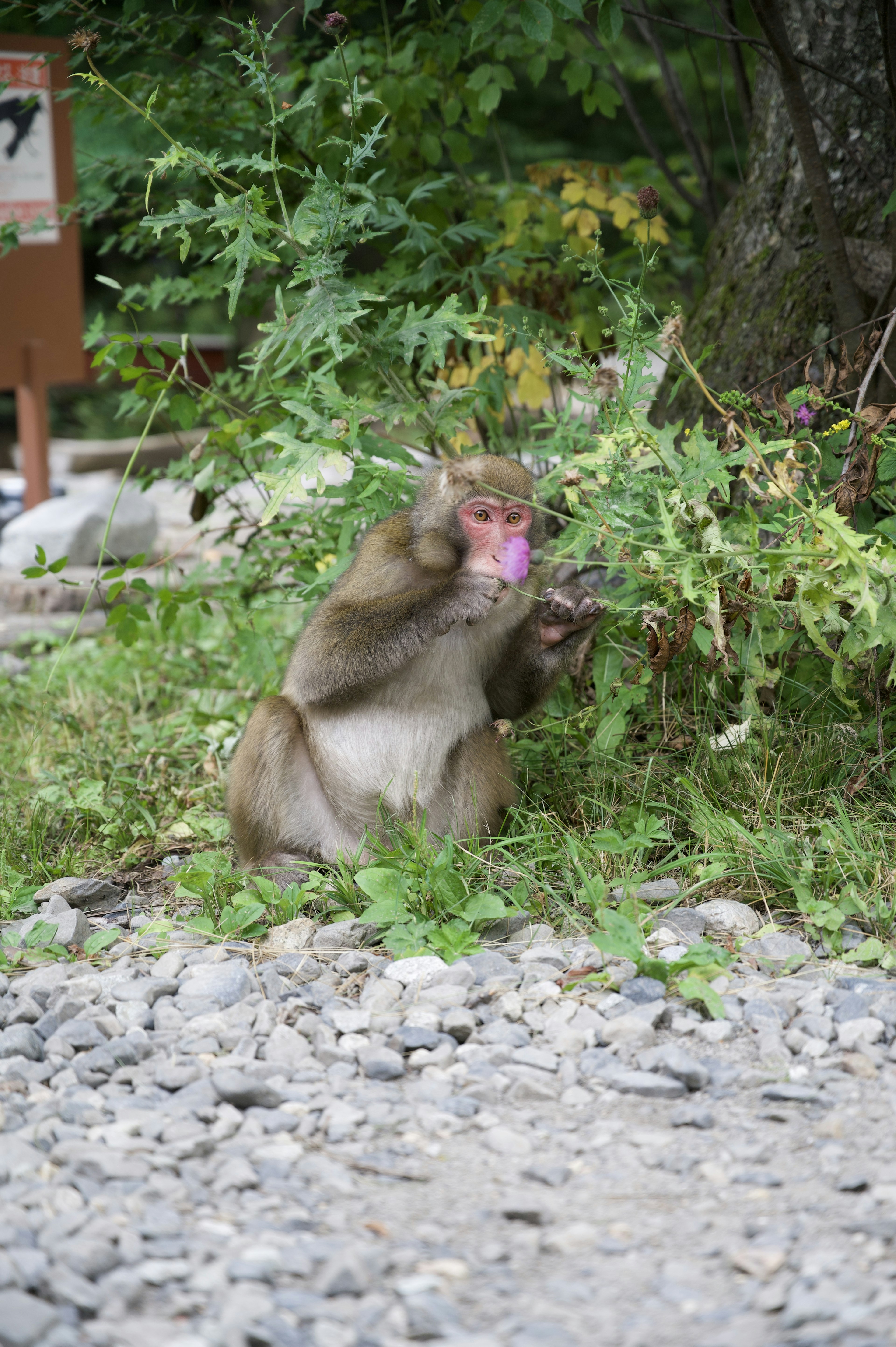 猿が葉を食べている様子 緑豊かな背景