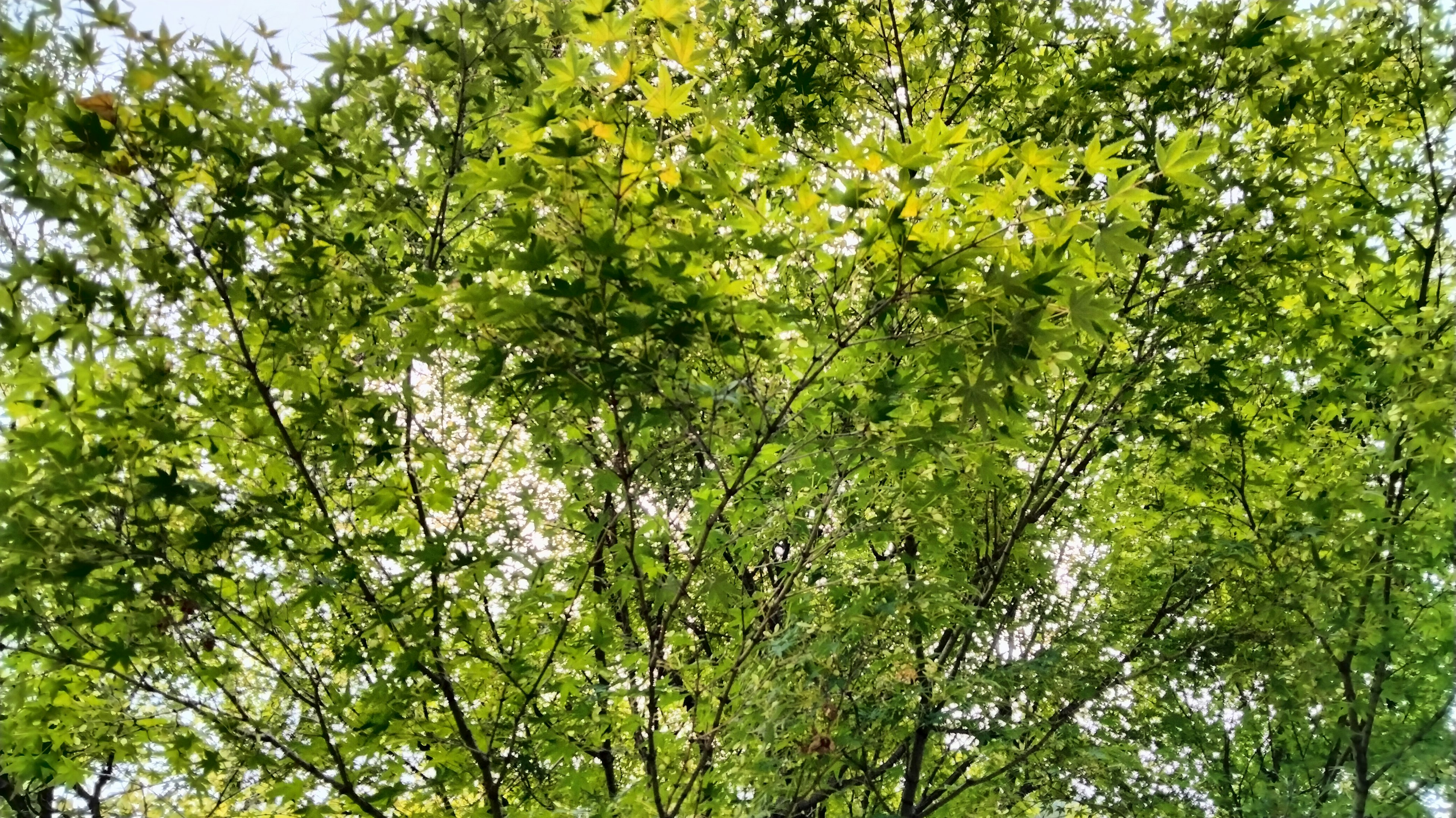 Foto des oberen Teils eines Baumes mit üppigem grünem Laub