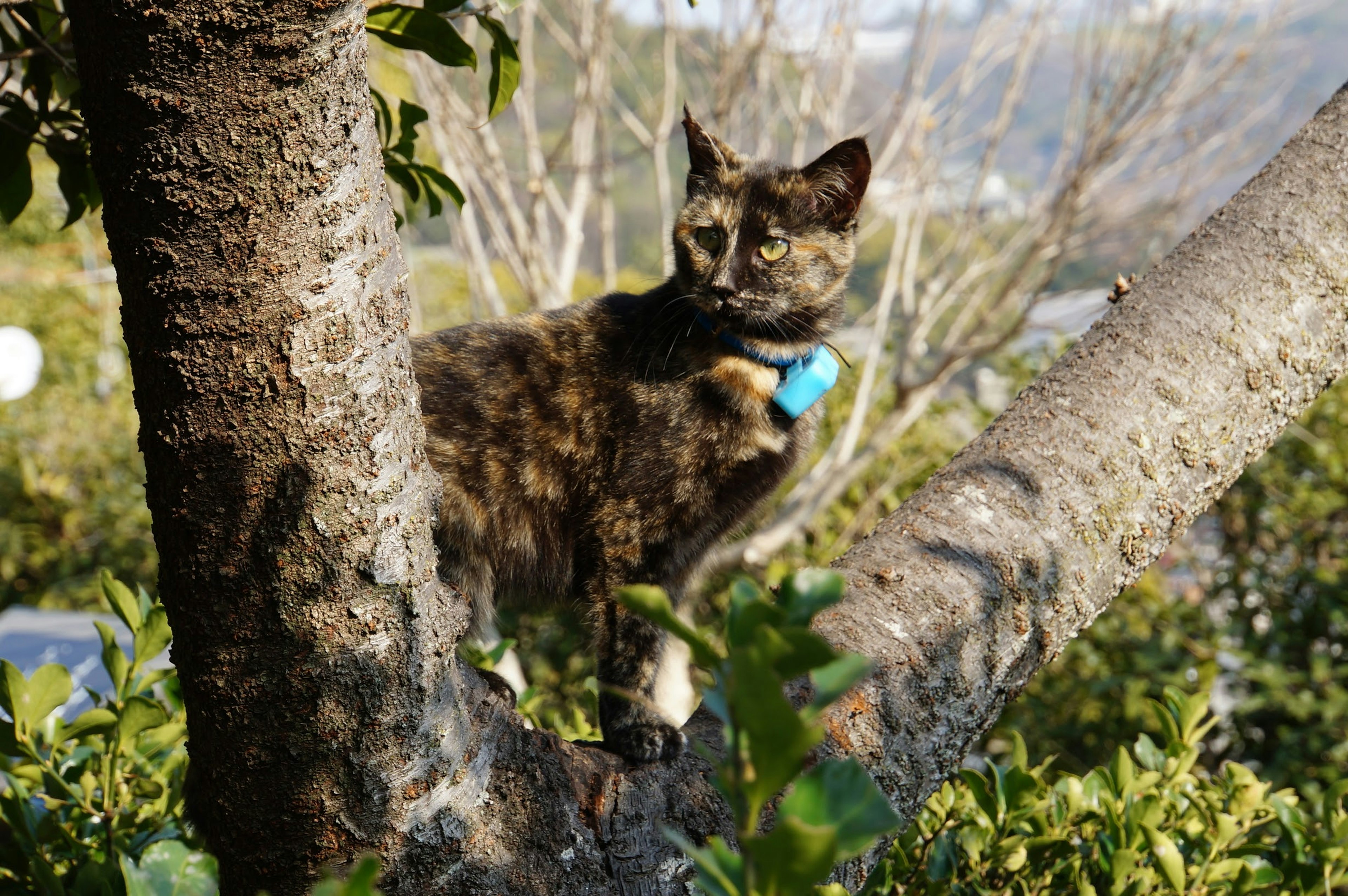 Tortoiseshell cat perched on a tree with a blue collar