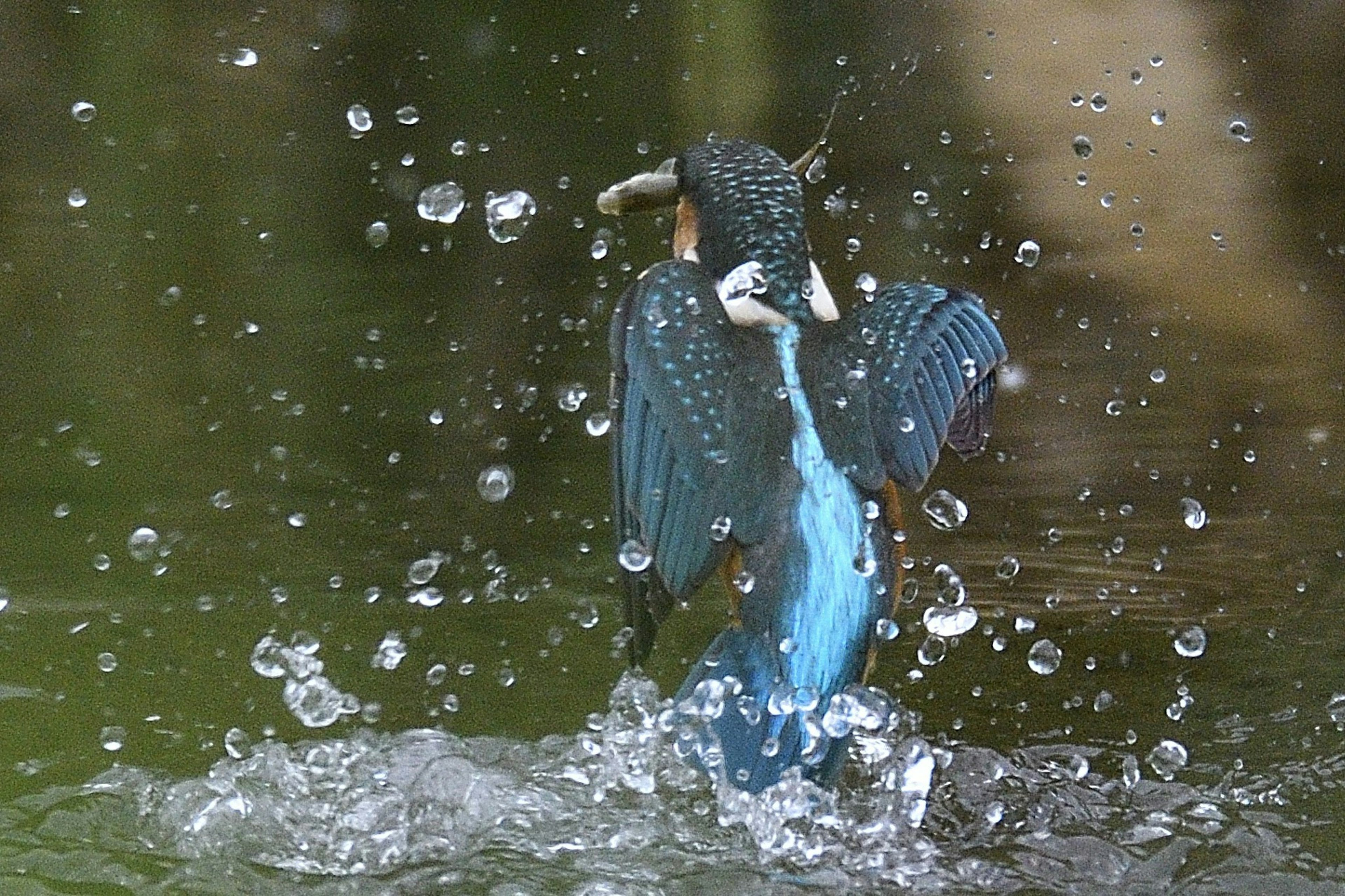 水面から飛び出すカワセミの鮮やかな青い羽と水しぶき