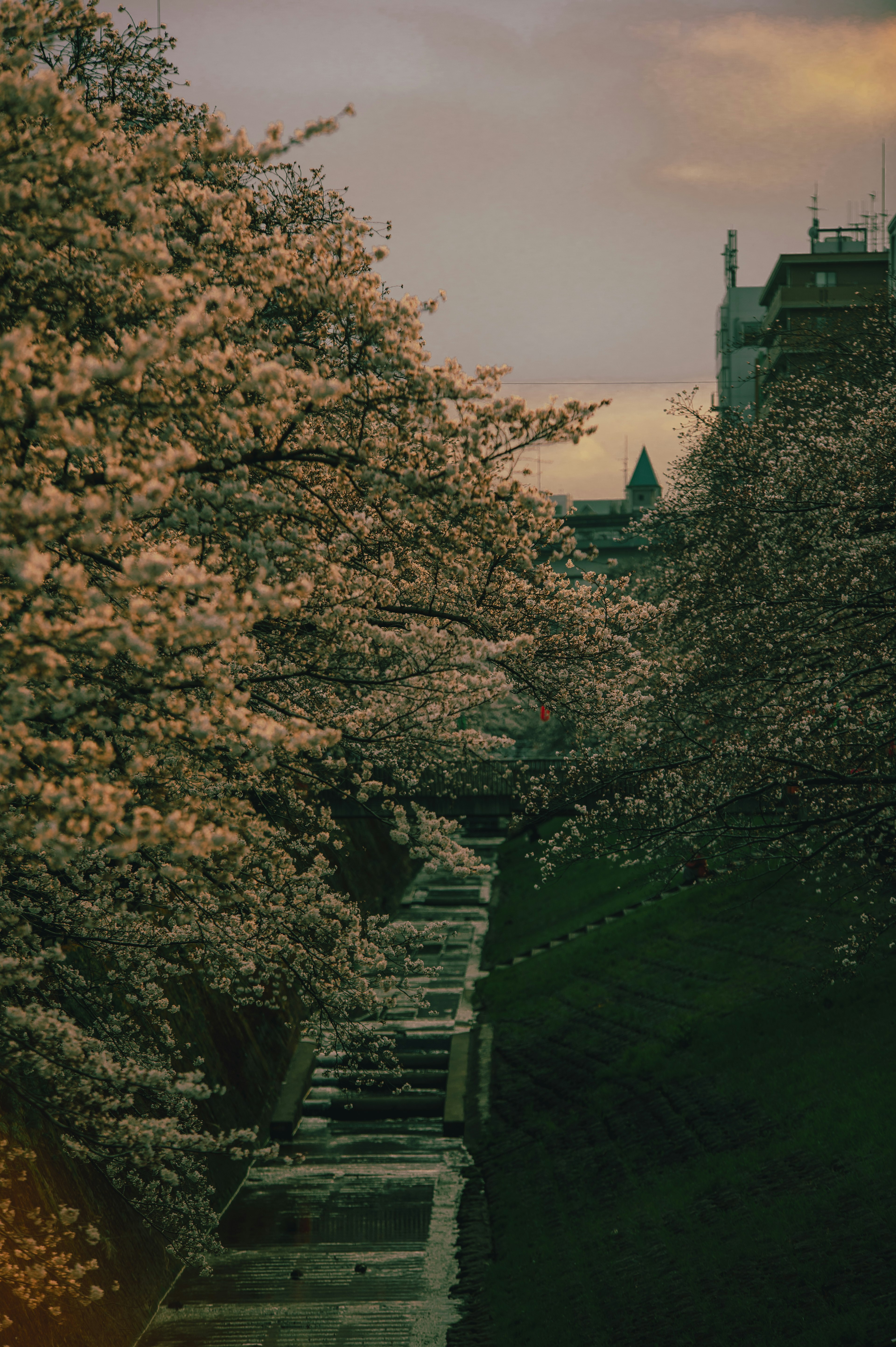 桜の花が咲き誇る小道と緑の丘の風景