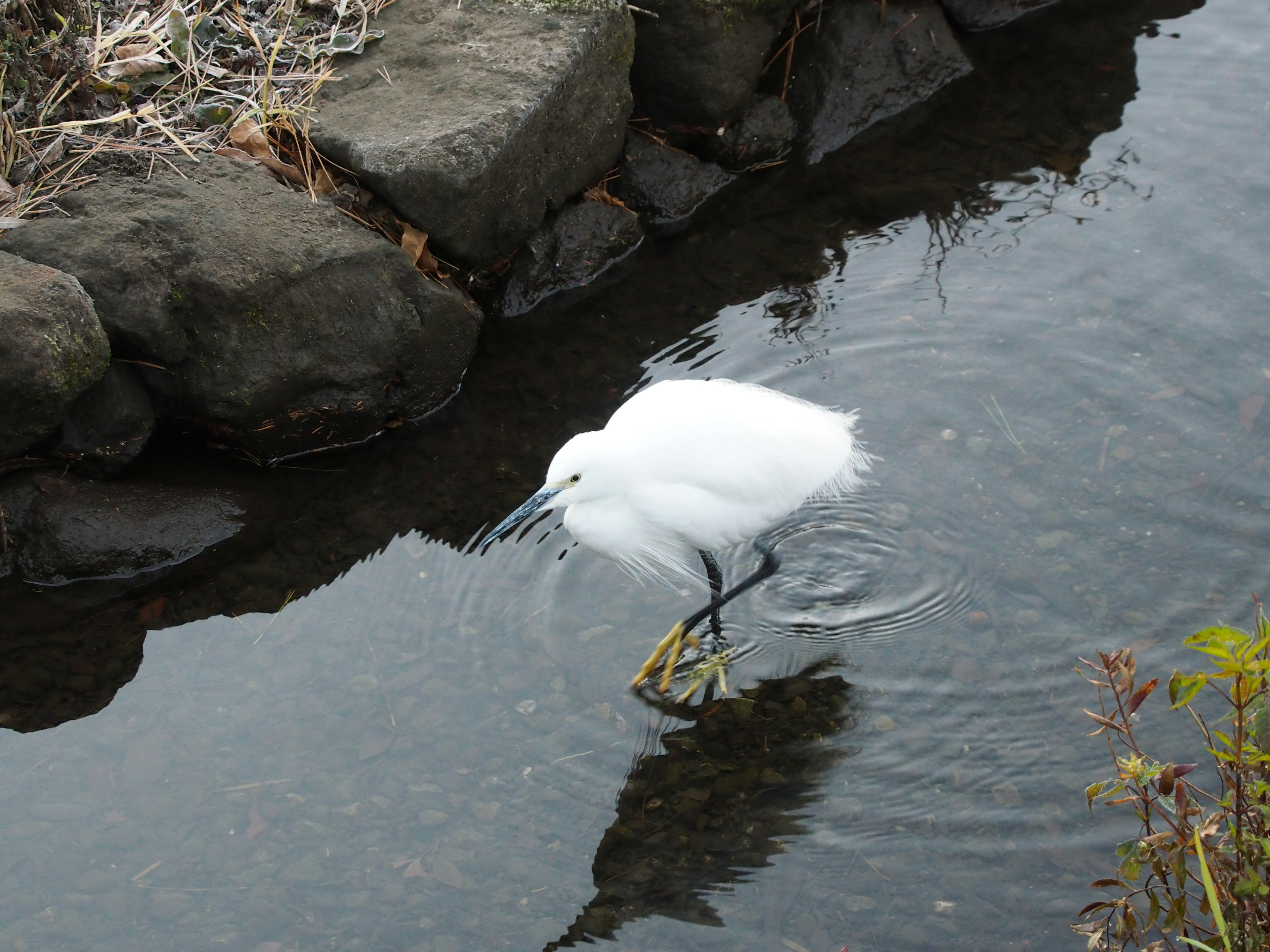 Un airone bianco in piedi in acqua bassa alla ricerca di pesci