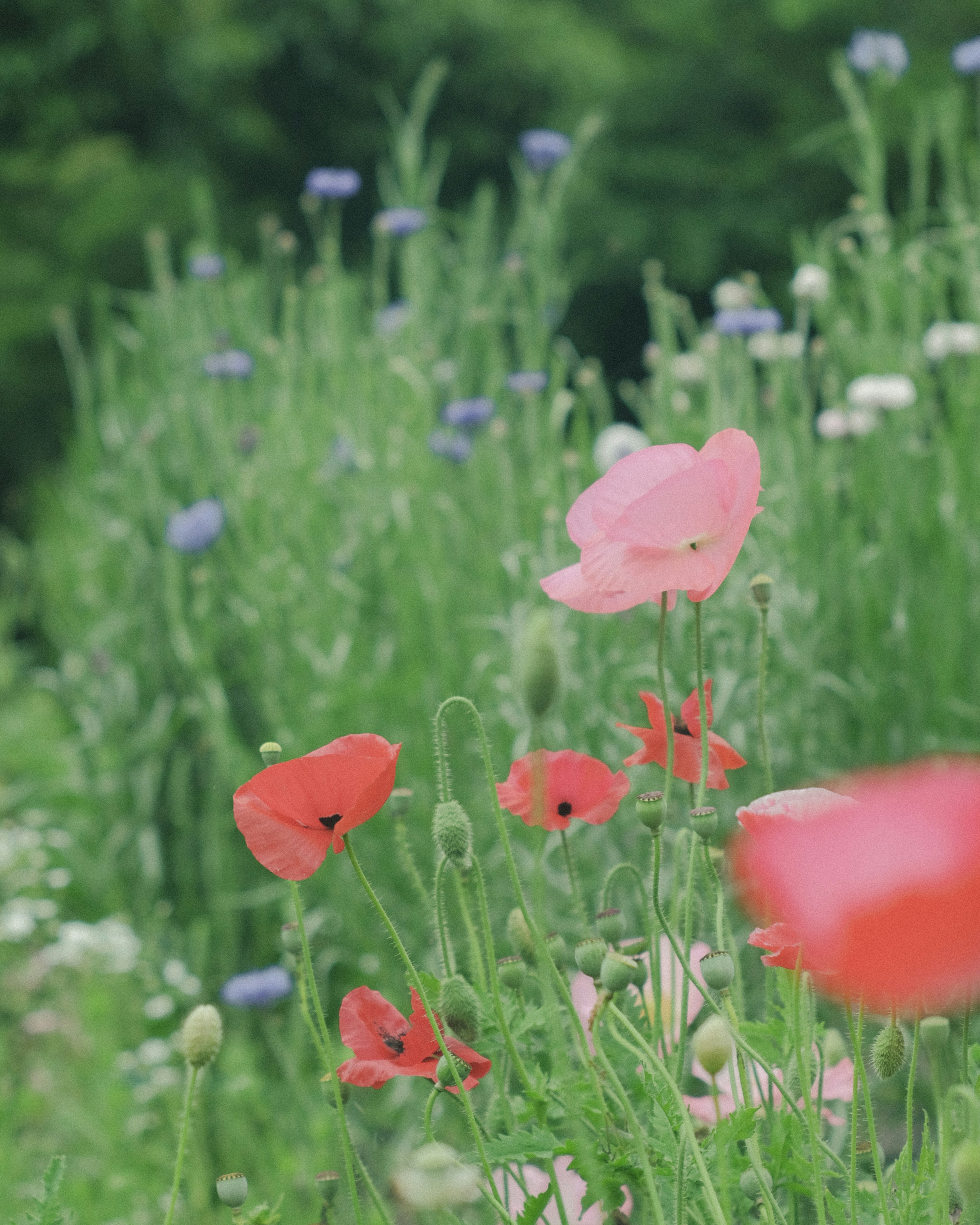 Colorful flowers blooming in a green meadow