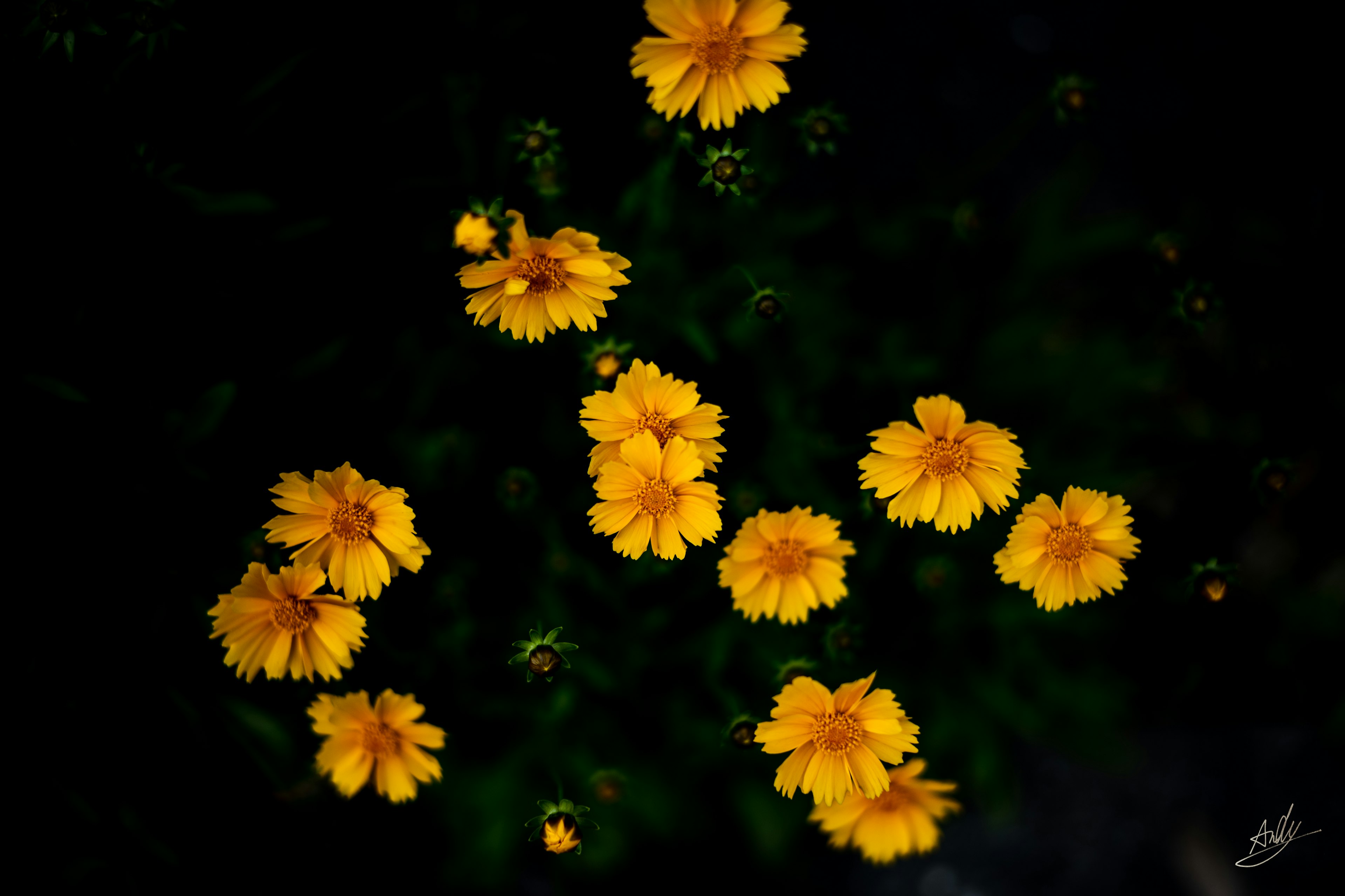 暗い背景に鮮やかな黄色の花が散らばる