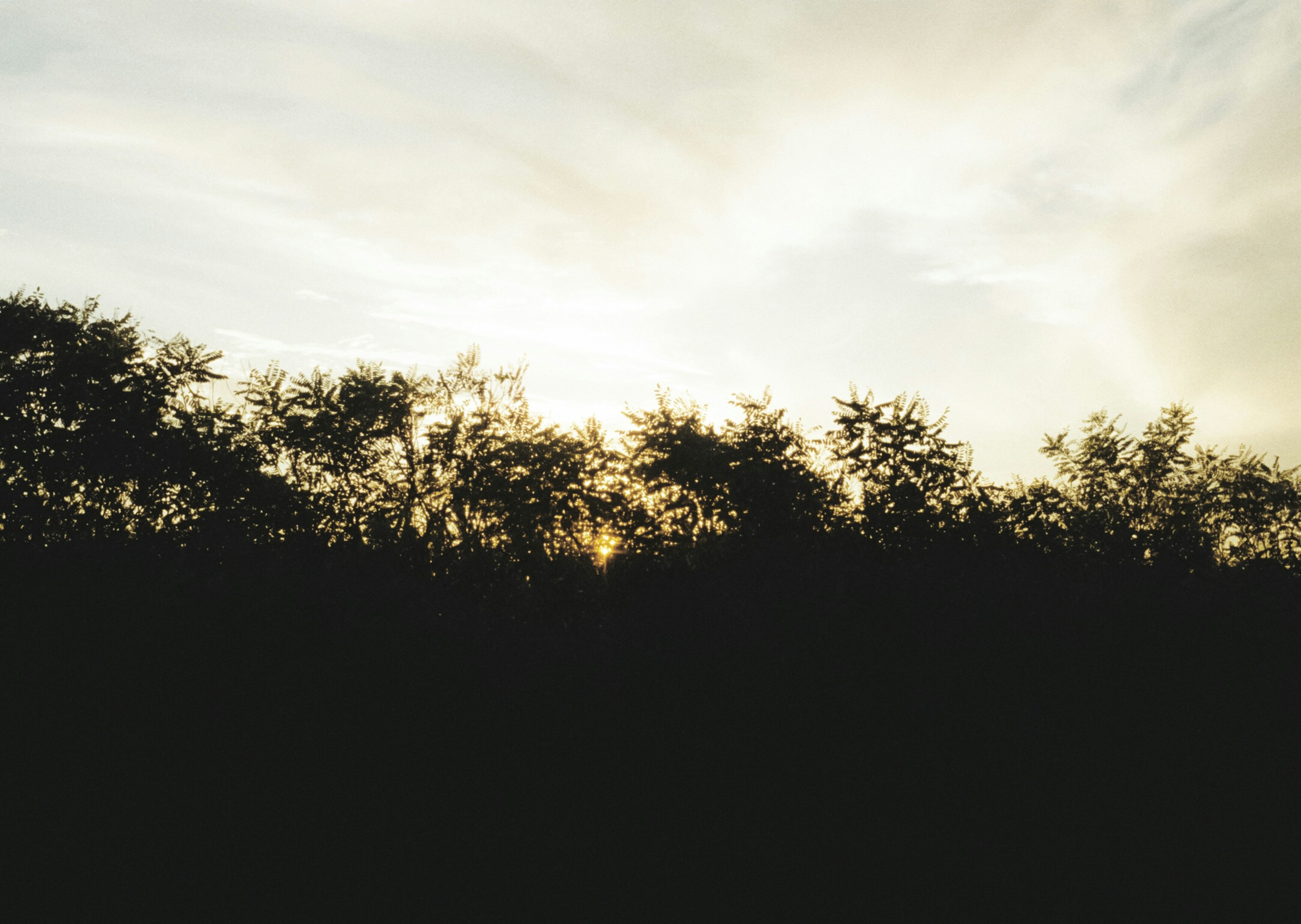 Silhouette d'arbres contre un ciel doux au coucher du soleil