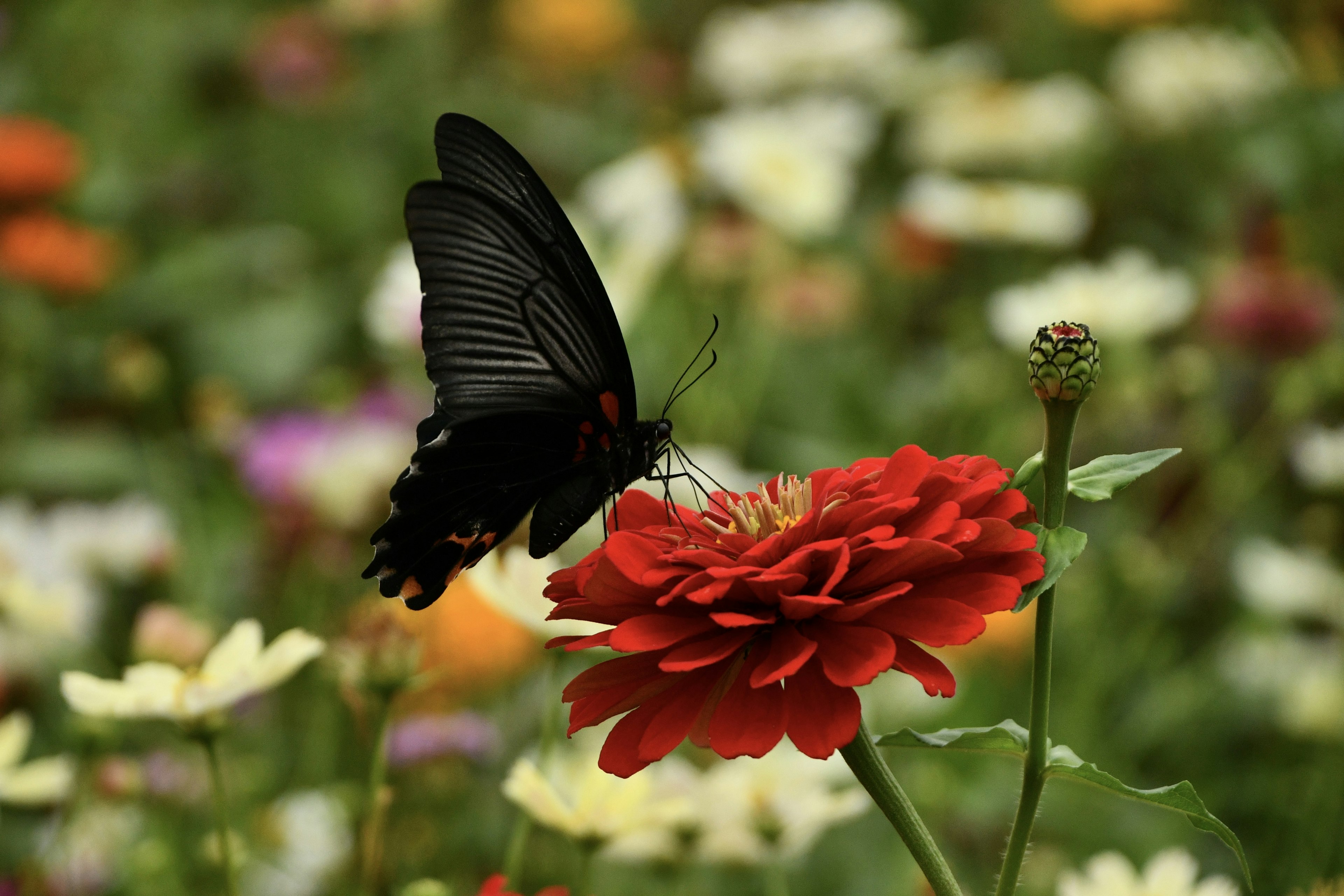 Una farfalla nera posata su un fiore rosso vibrante in un giardino colorato