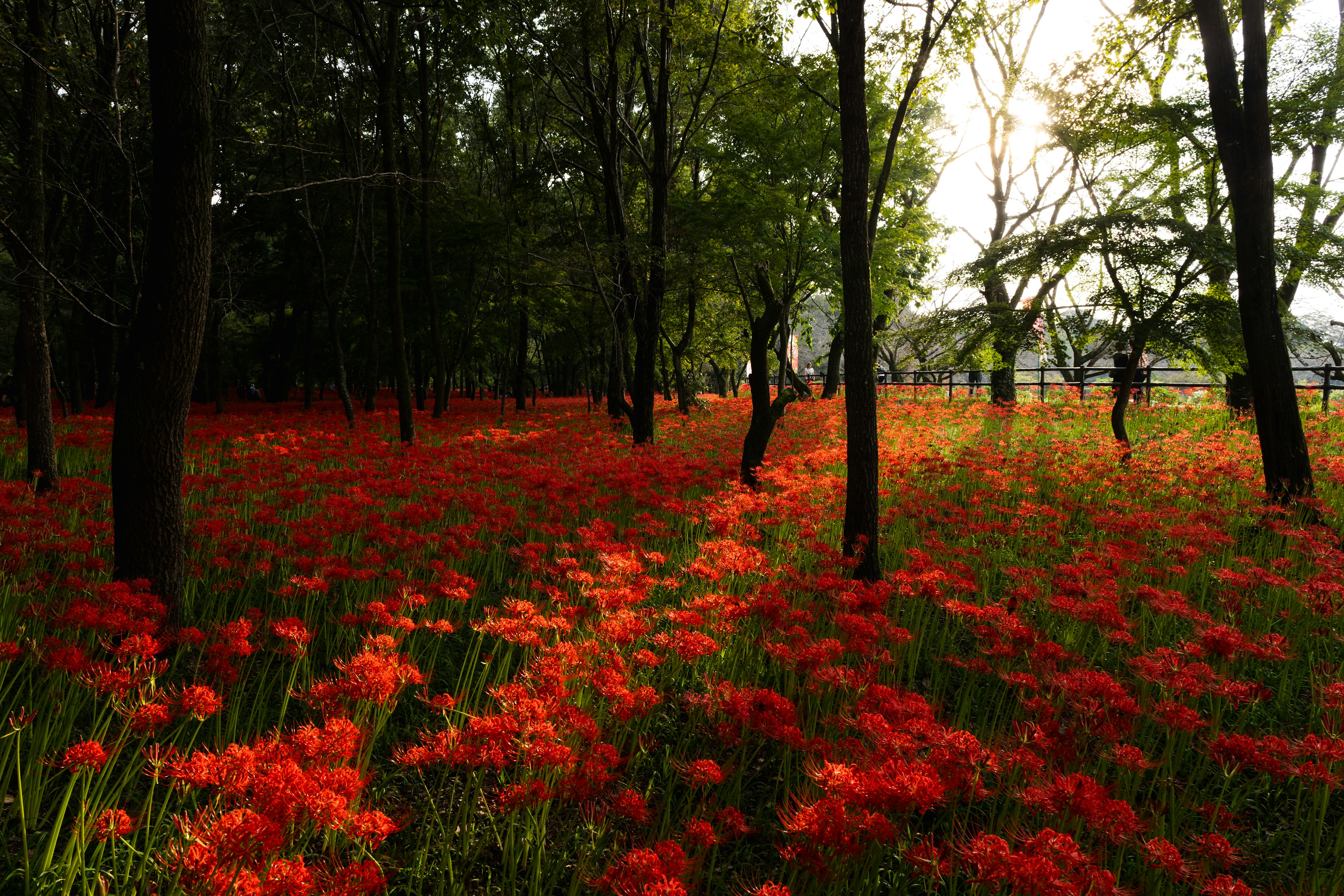 赤い花が咲き誇る森の風景